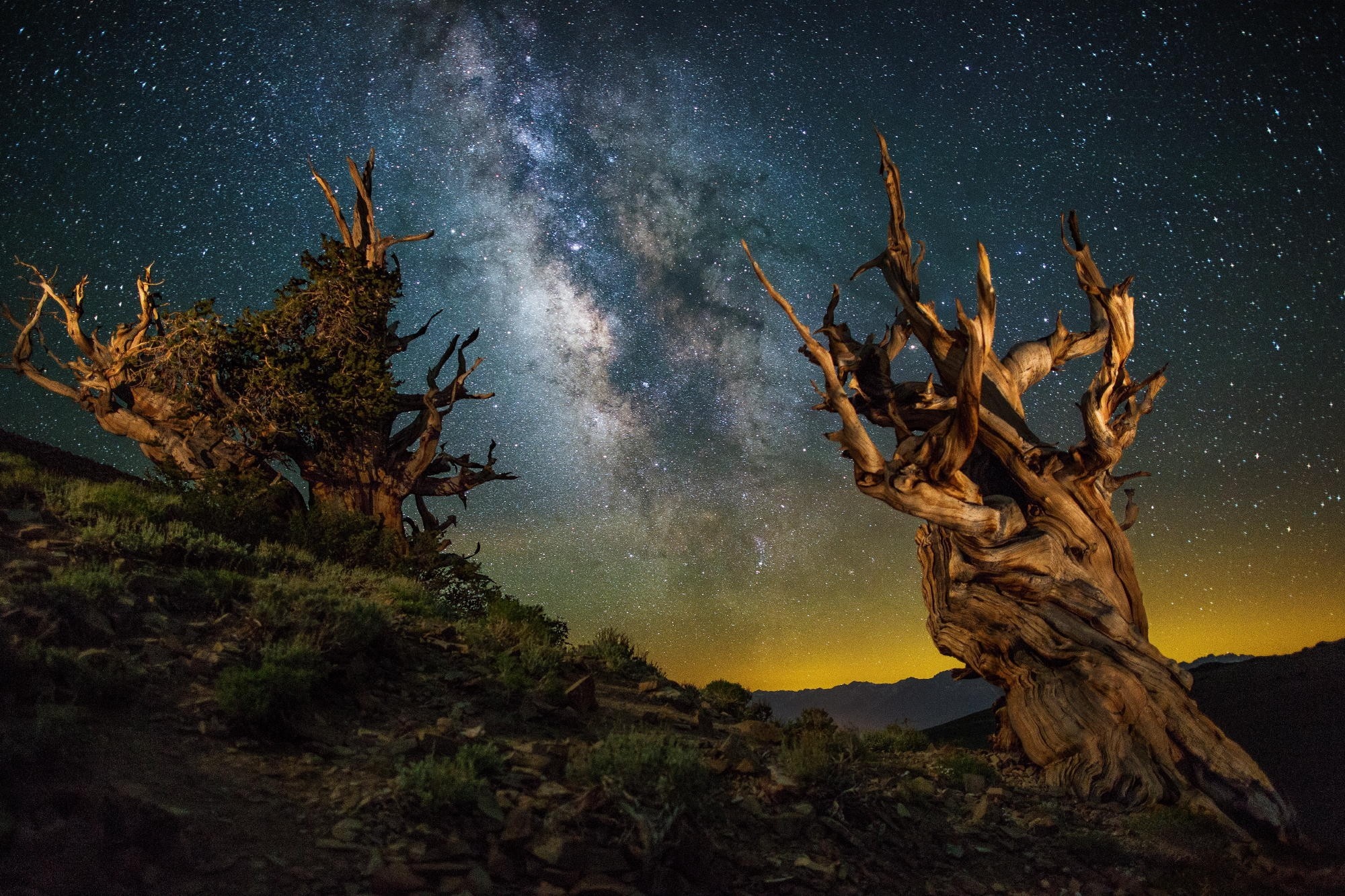 Ancient trees under the Milky Way at night HD Wallpaper