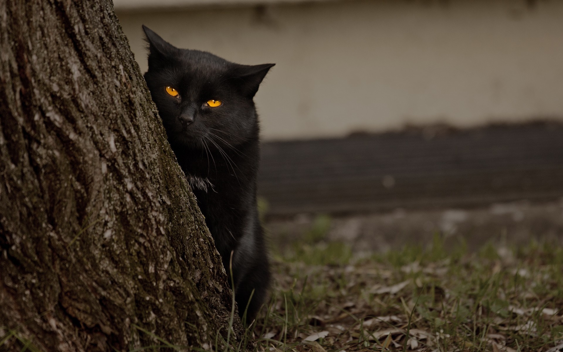 Black cat with glowing orange eyes peeking from behind a tree HD Wallpaper