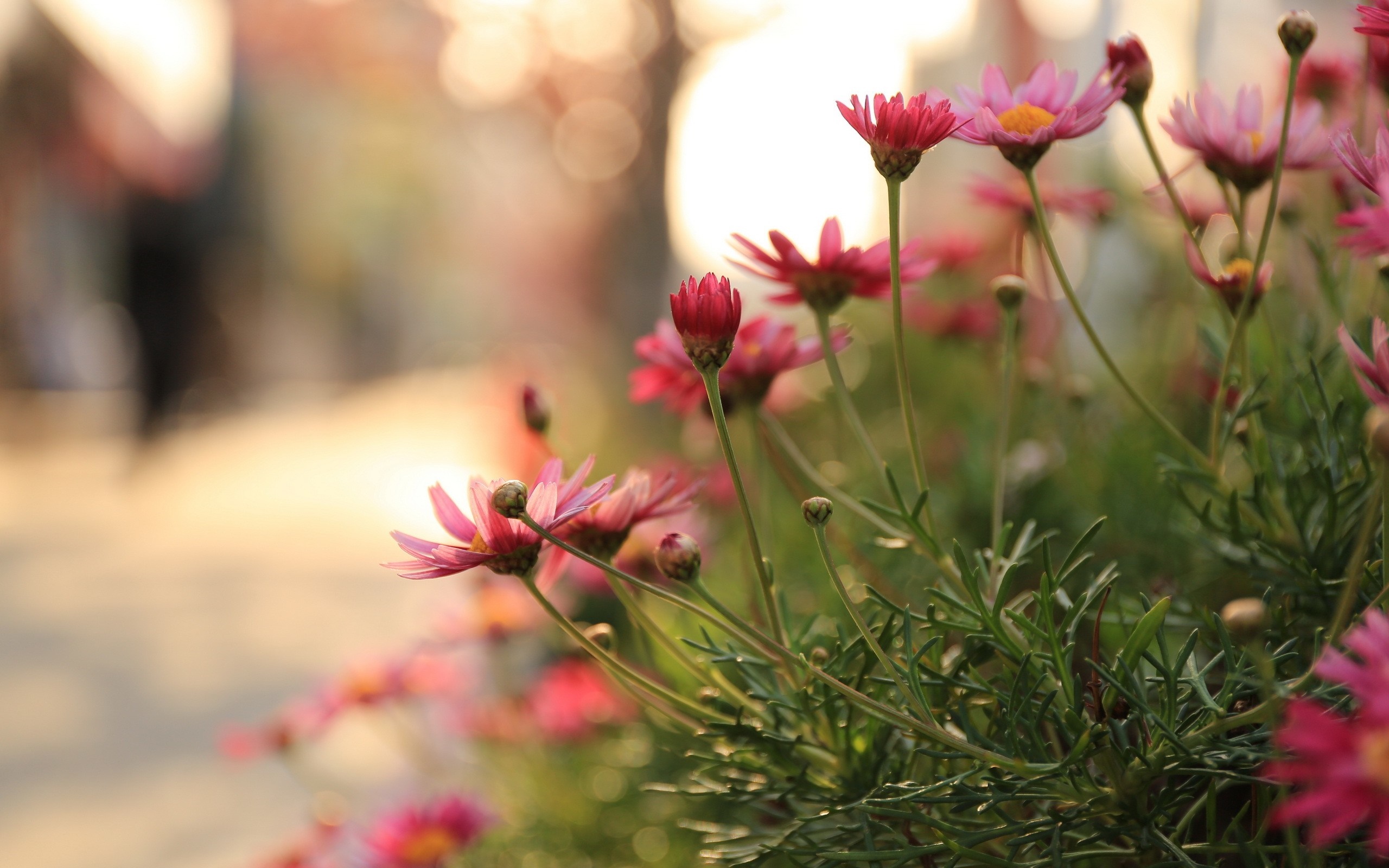 Pink and red daisies in soft sunlight HD Wallpaper
