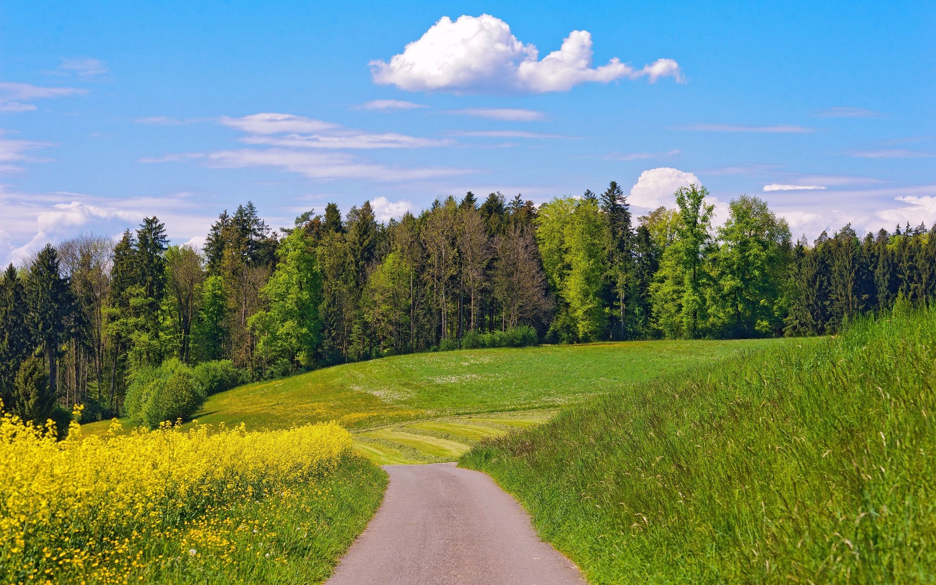 A winding road through a field of yellow flowers and green grass HD Wallpaper