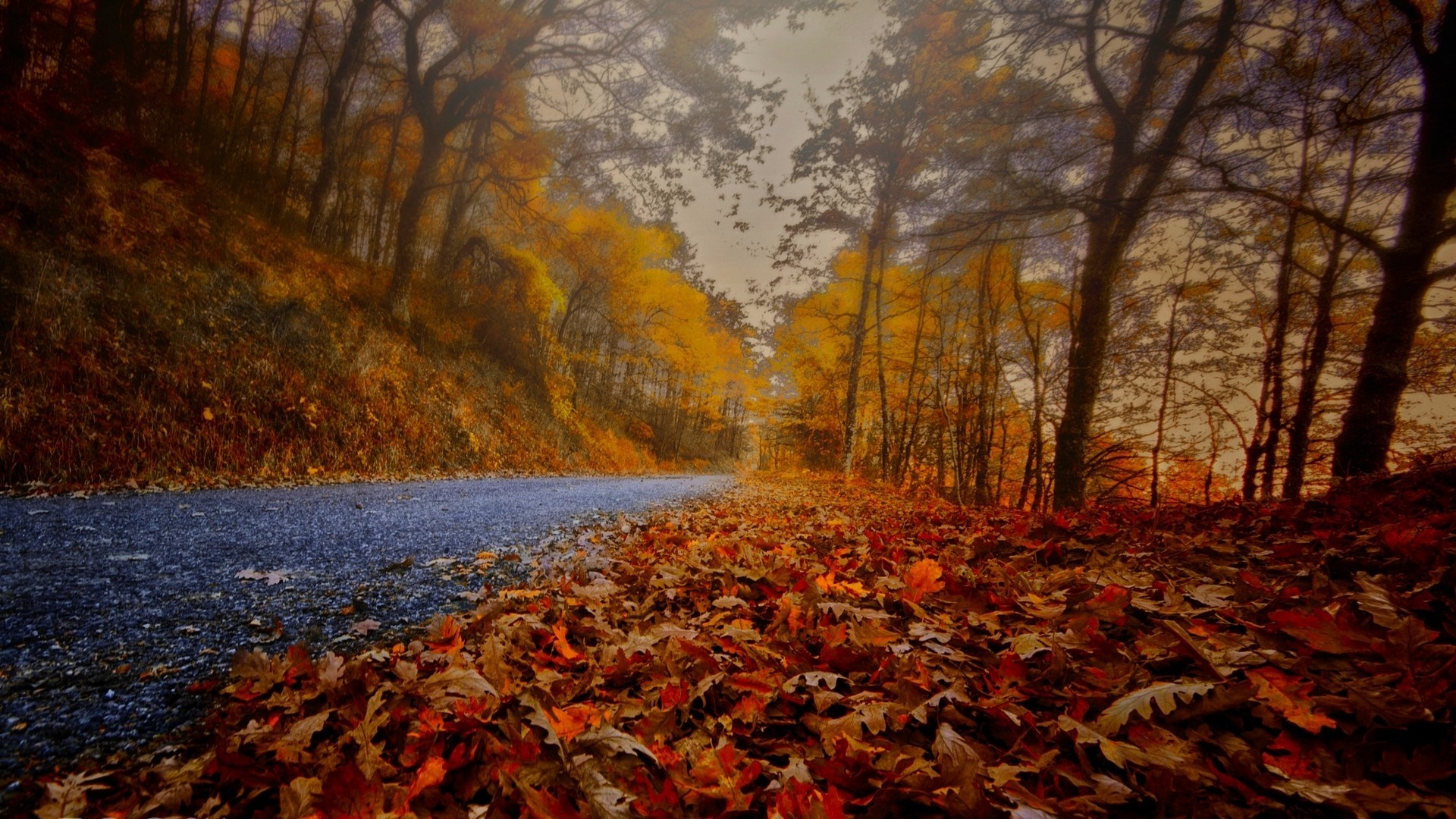 Autumn road covered in fallen leaves with trees HD Wallpaper