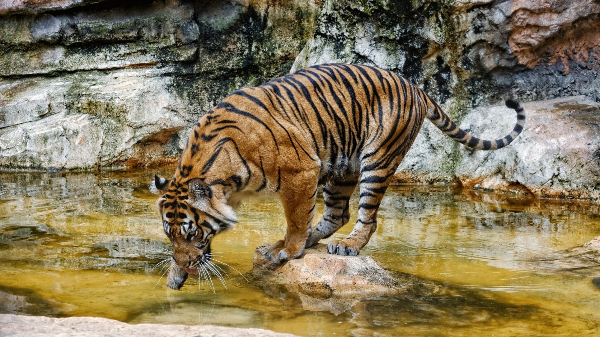 Tiger drinking water in a rocky enclosure HD Wallpaper
