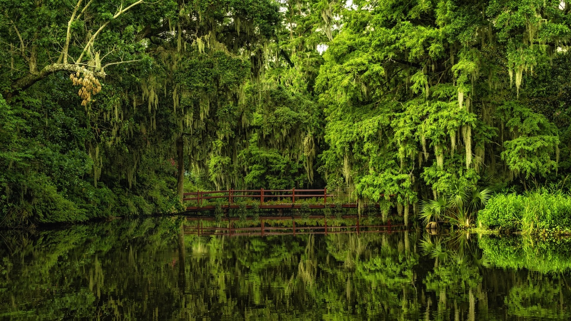 Lush Green Forest with Reflective Water and Wooden Bridge HD Wallpaper