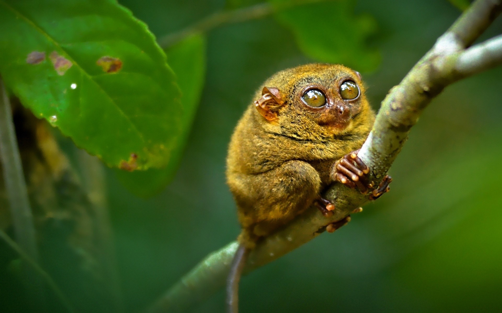 Tarsier monkey with large eyes on a tree branch HD Wallpaper
