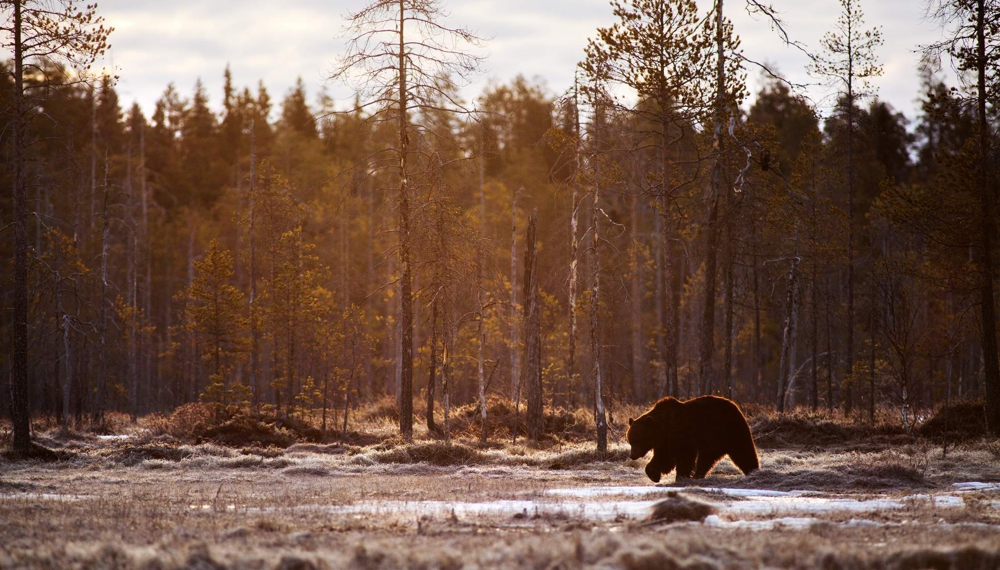 Brown bear walking through a frosty forest landscape HD Wallpaper