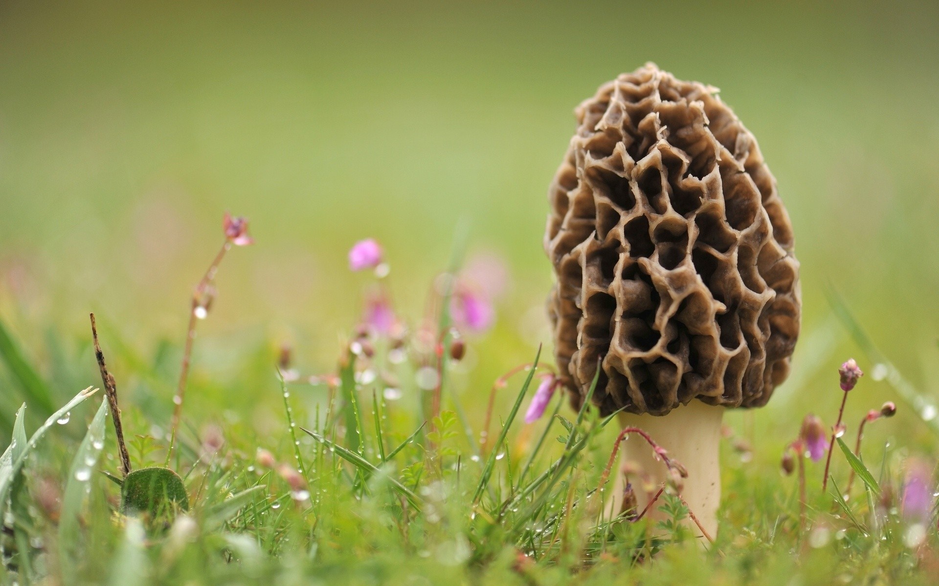 Morel mushroom in wet grass with small flowers HD Wallpaper