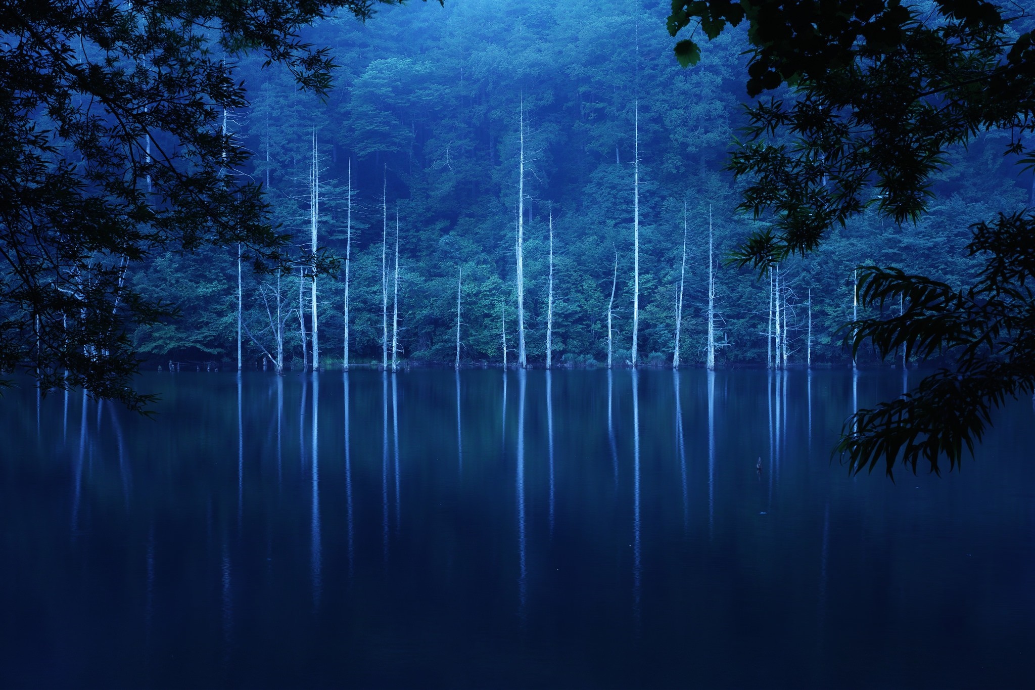 Blue forest lake with reflections at dawn HD Wallpaper