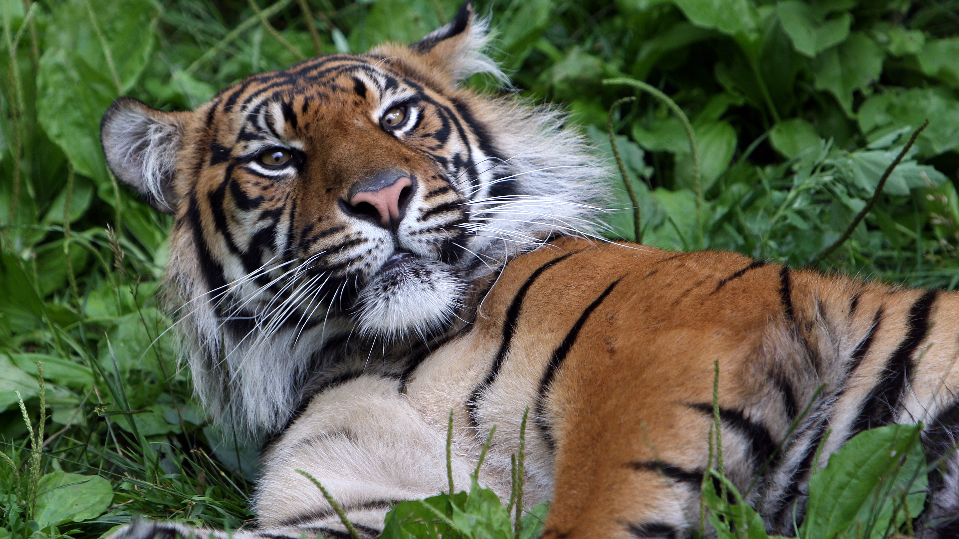 Tiger lying in green grass HD Wallpaper