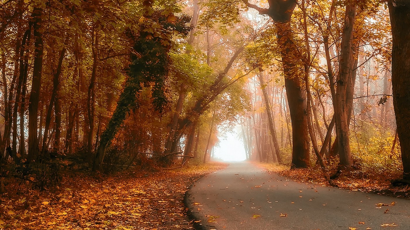 Road through an autumn forest with mist HD Wallpaper