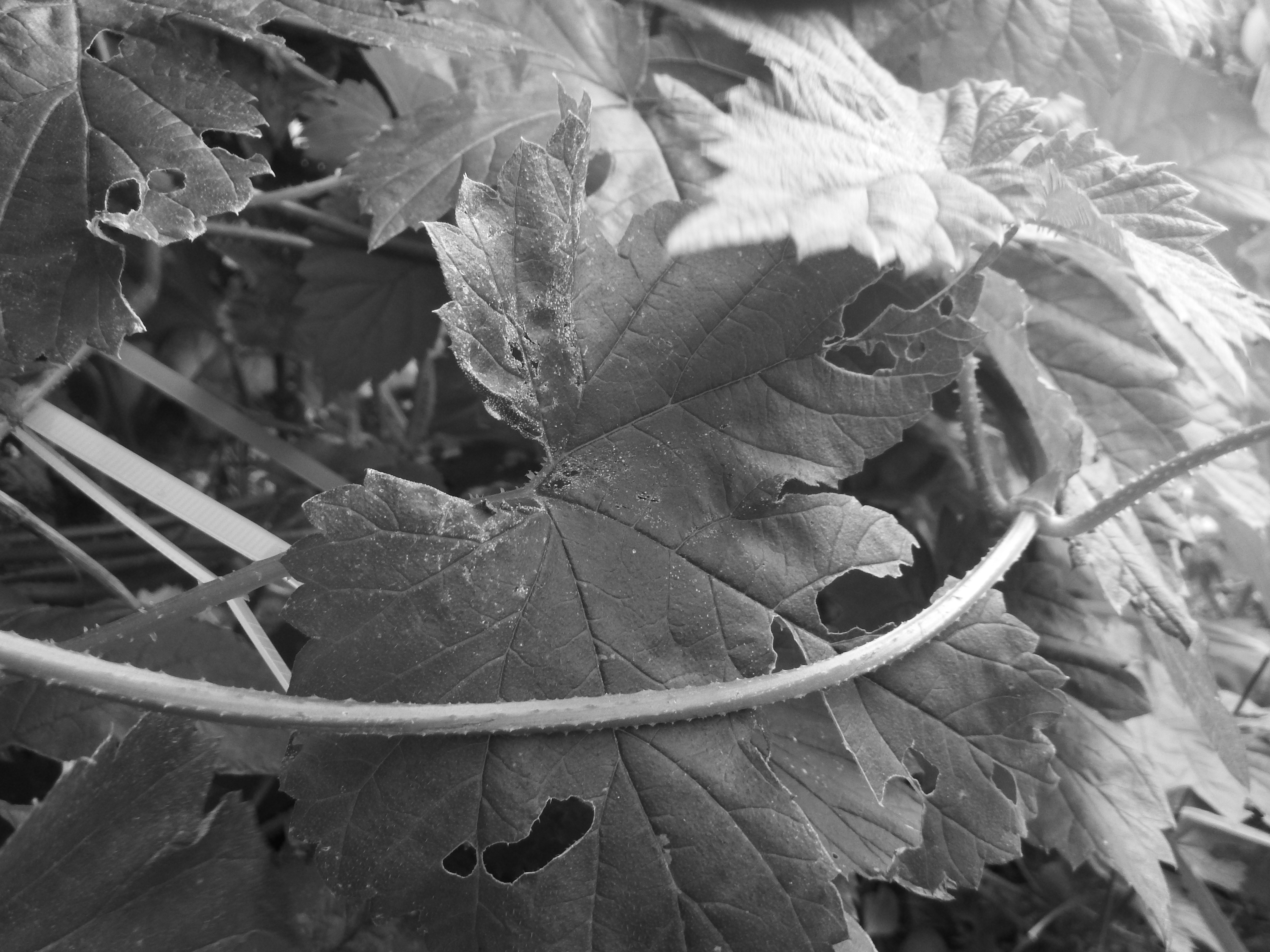 Monochrome close-up of damaged plant leaves and stem HD Wallpaper