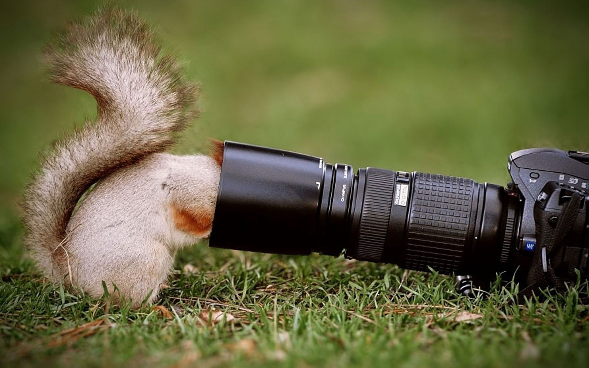 Squirrel peeking out of a camera lens HD Wallpaper