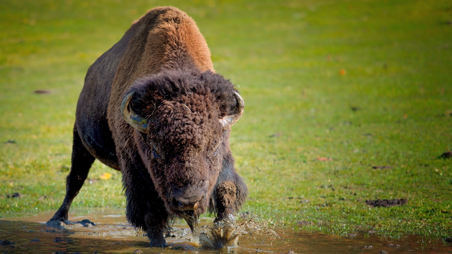 A bison walks through a muddy puddle in a grassy field HD Wallpaper
