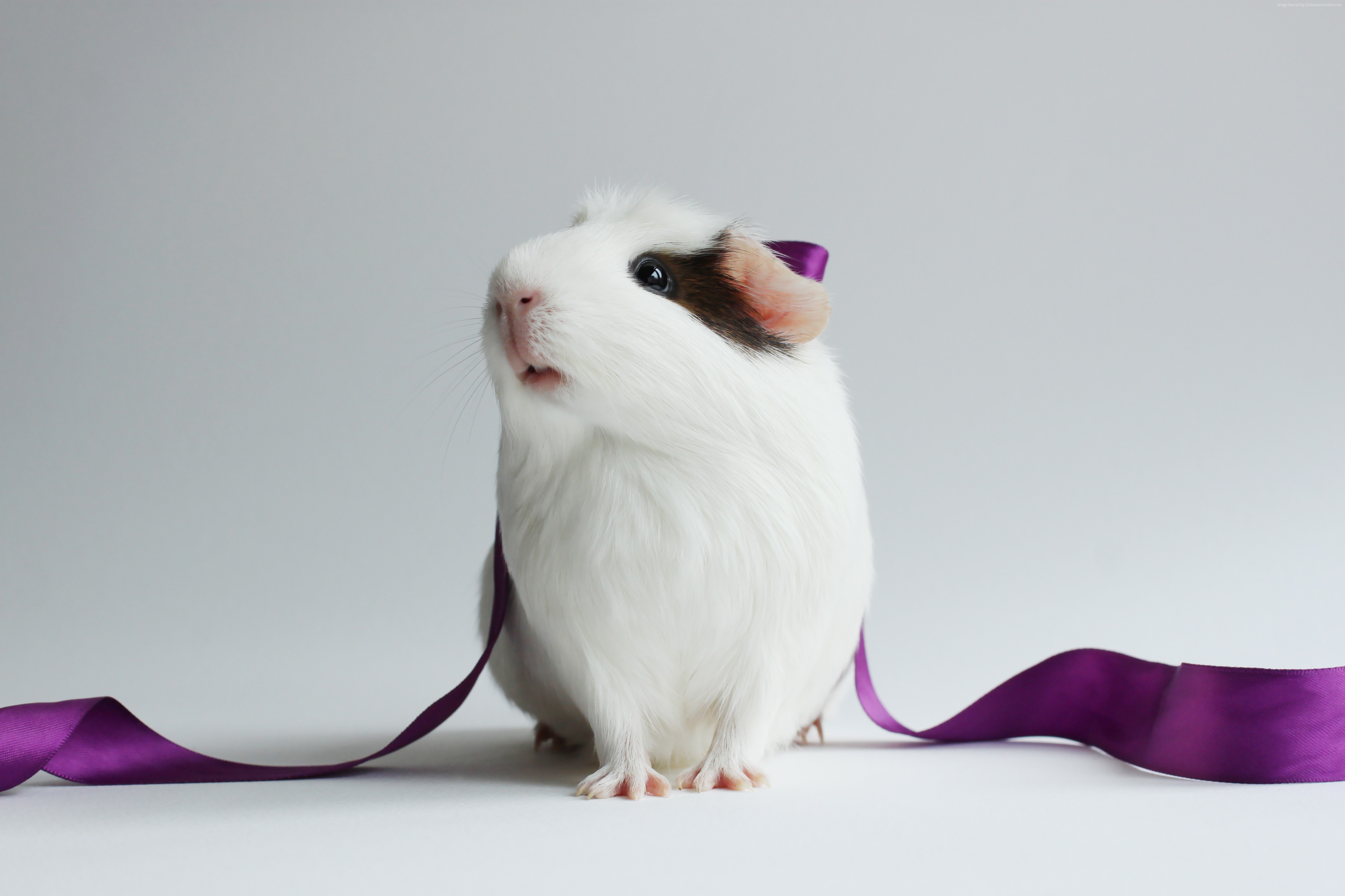 White Guinea Pig with Purple Ribbon HD Wallpaper