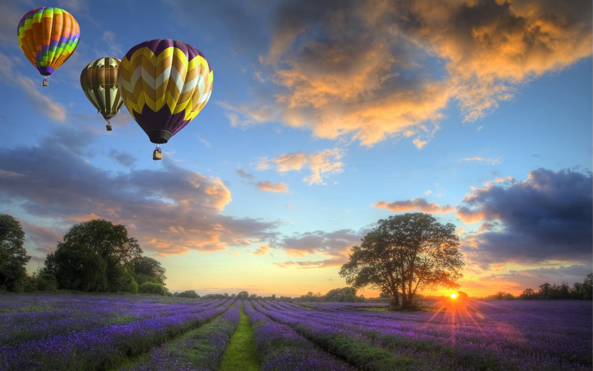 Hot air balloons over lavender field at sunset HD Wallpaper