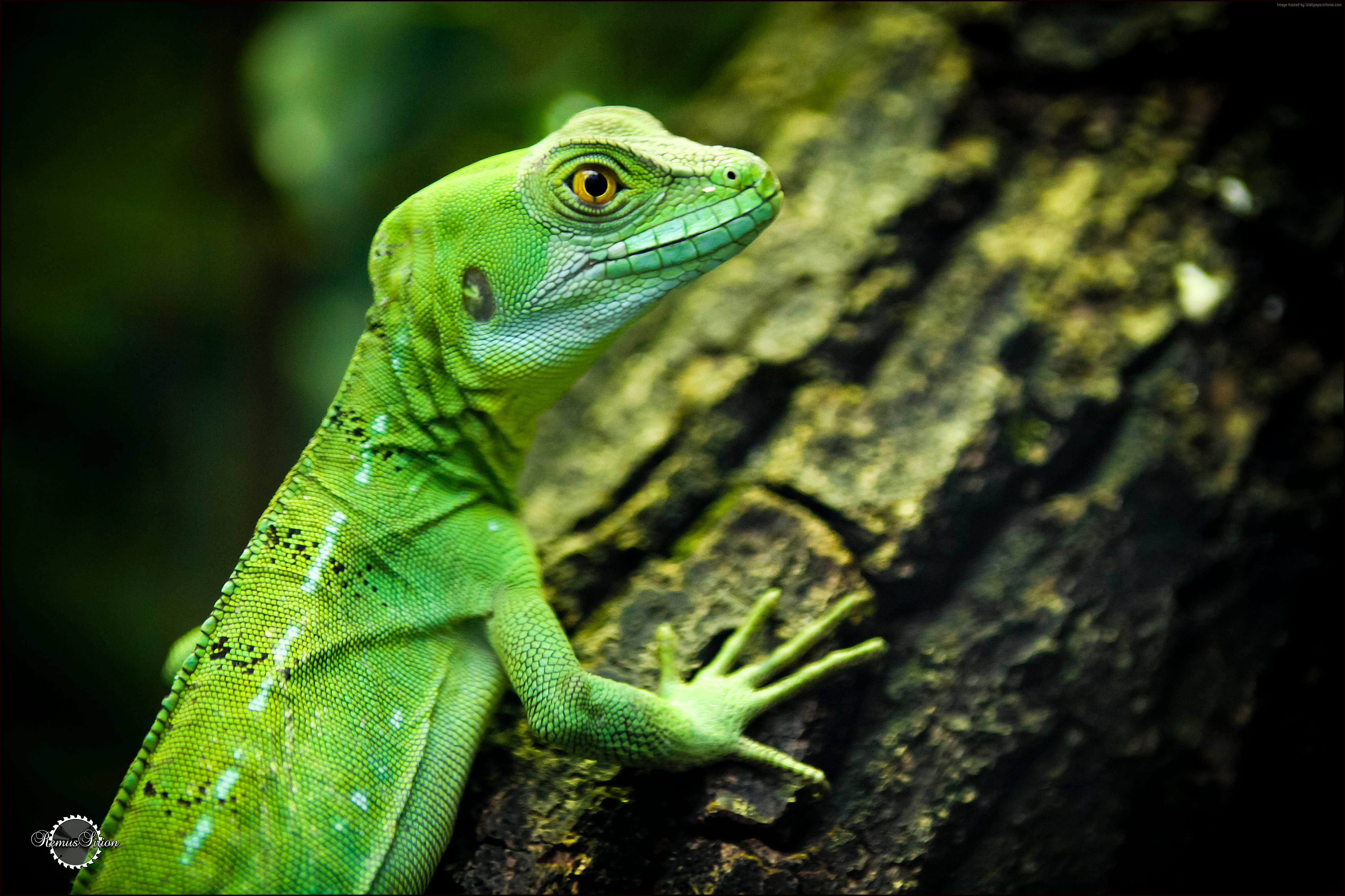 Green lizard on a tree trunk HD Wallpaper
