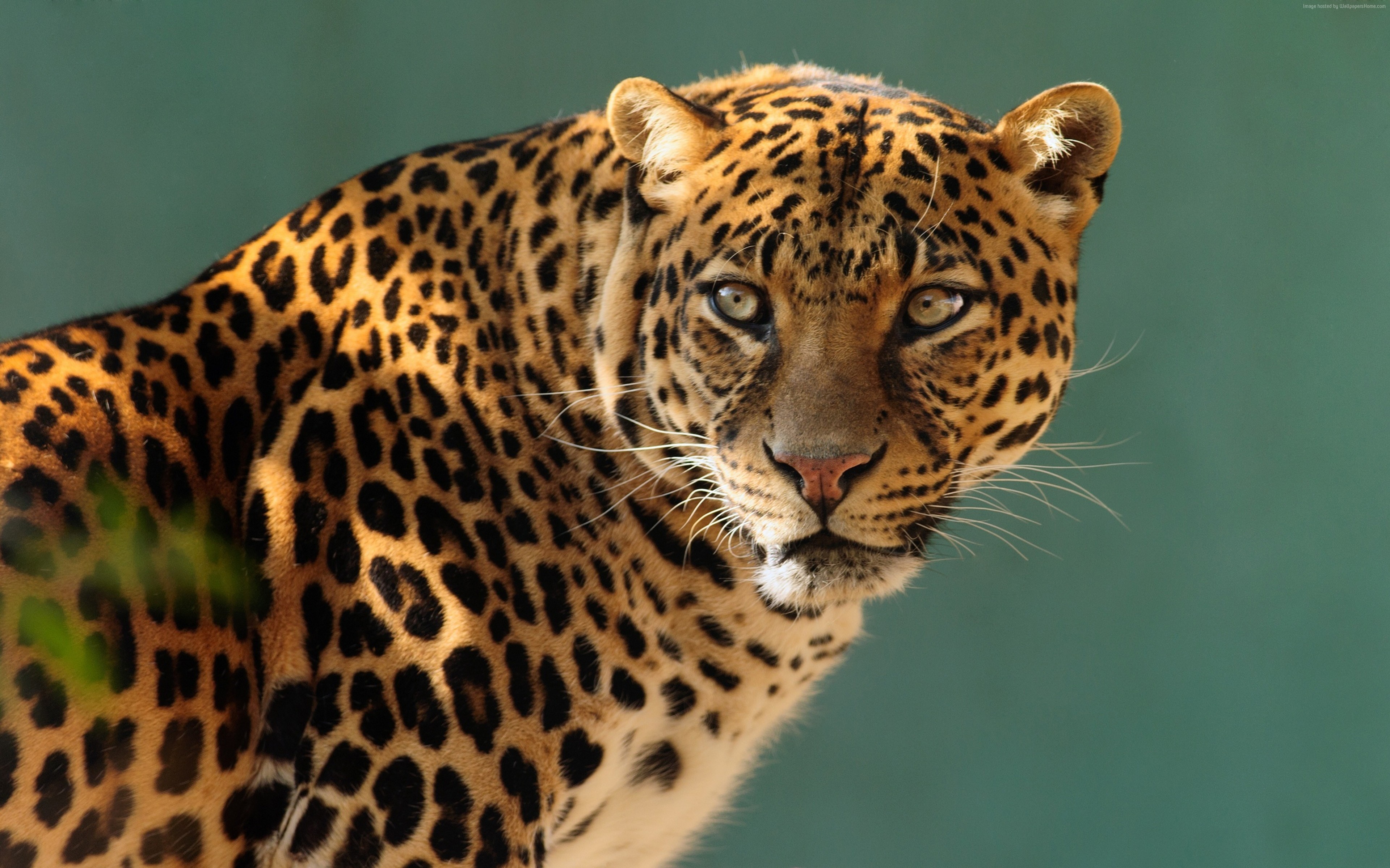 Leopard's face with spotted fur HD Wallpaper