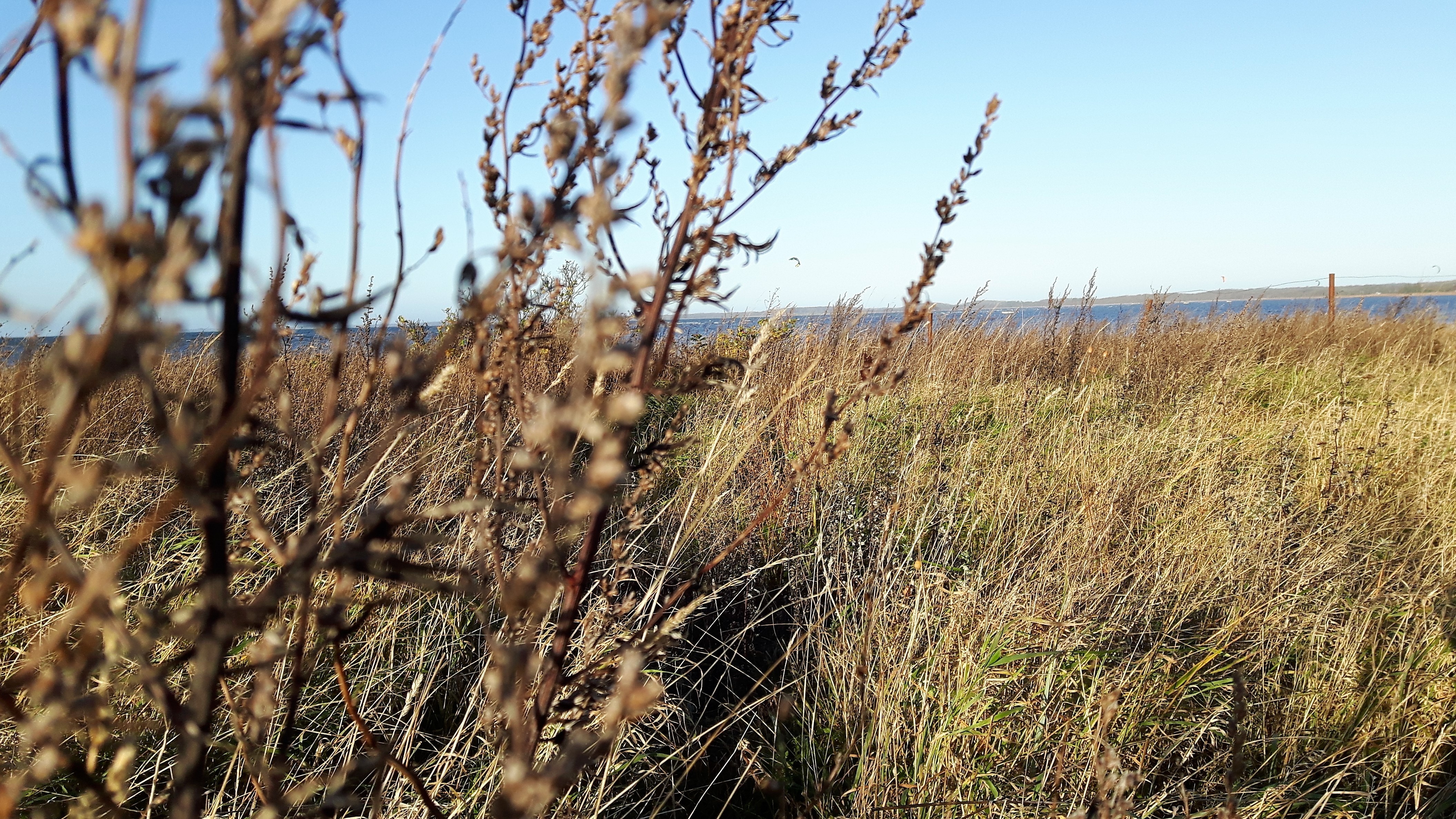 Dry grass field with water and sky in the background HD Wallpaper