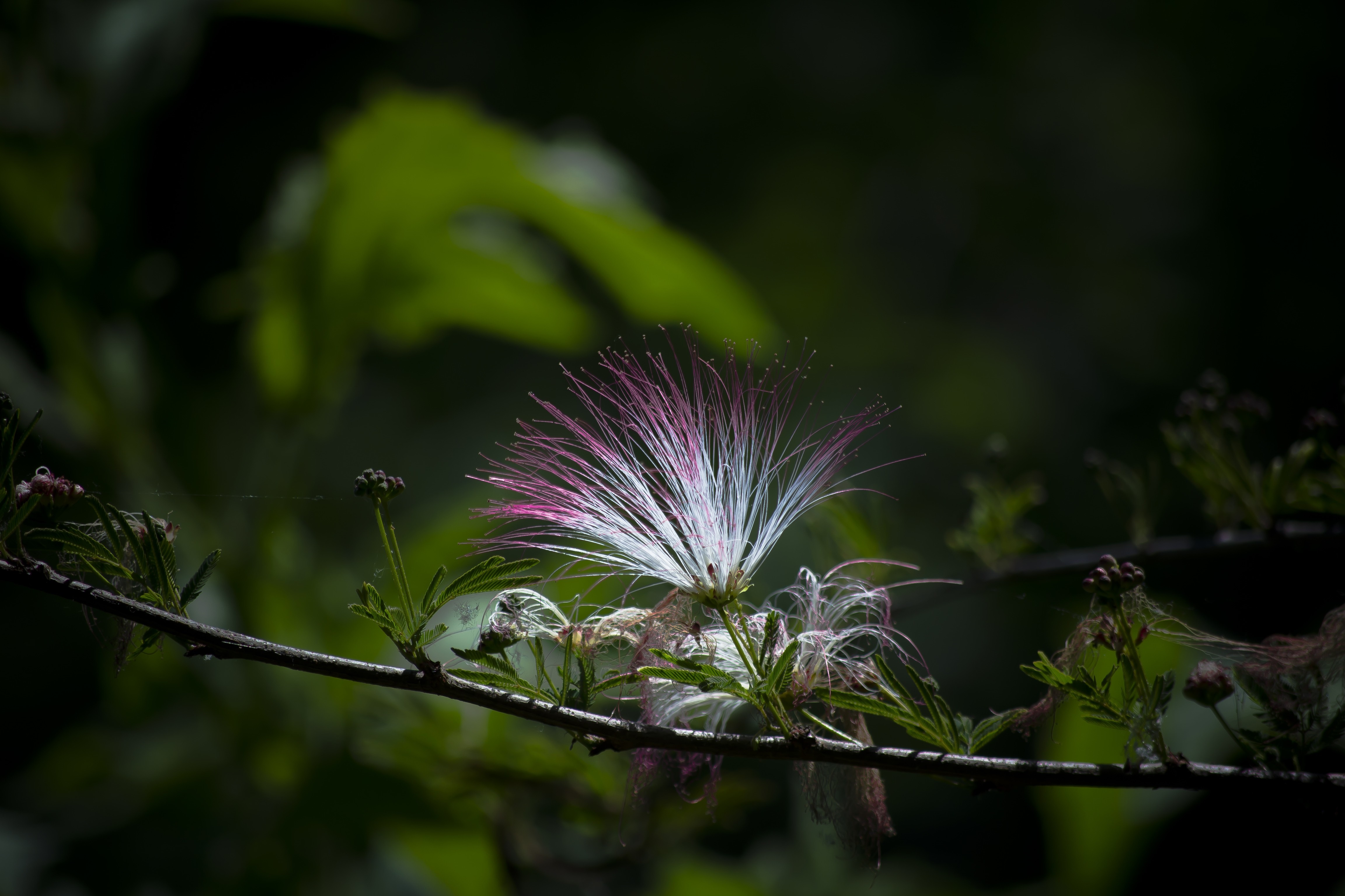 Close up of a delicate pink and white flower on a branch HD Wallpaper
