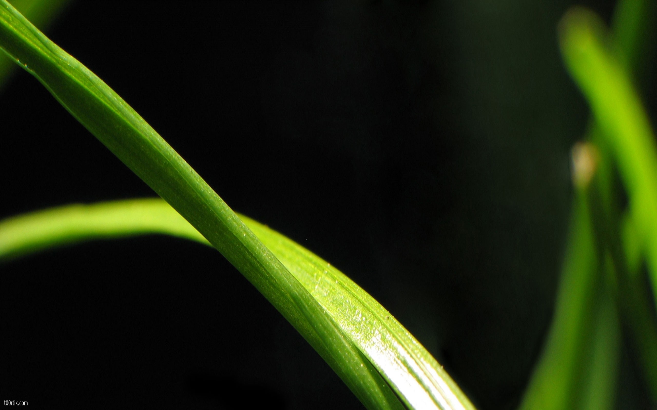 Close up of green grass stem with dark background HD Wallpaper