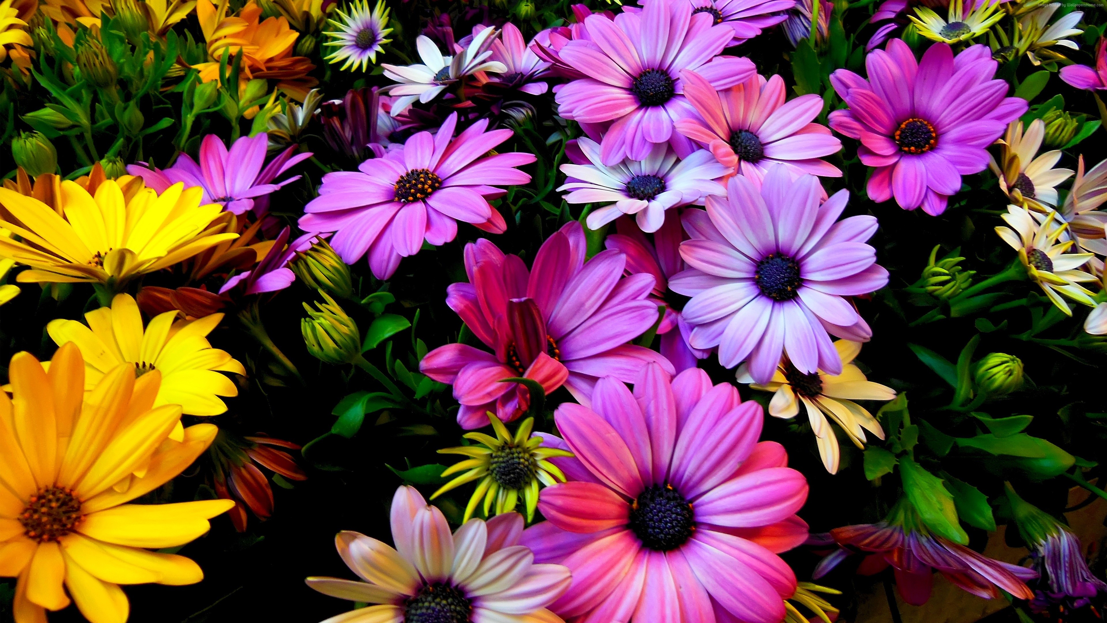 Colorful Daisies in Bloom 4K HD Wallpaper