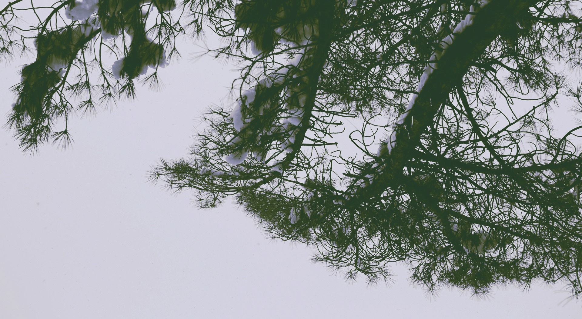 Pine tree branches covered in snow against a pale sky HD Wallpaper