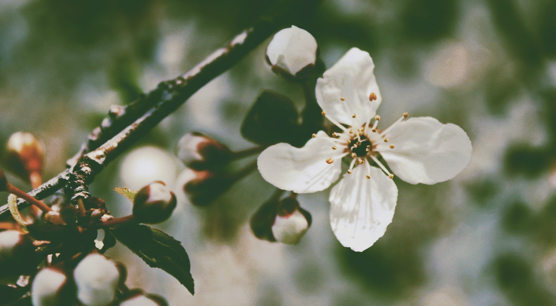White cherry blossom flower on a branch HD Wallpaper