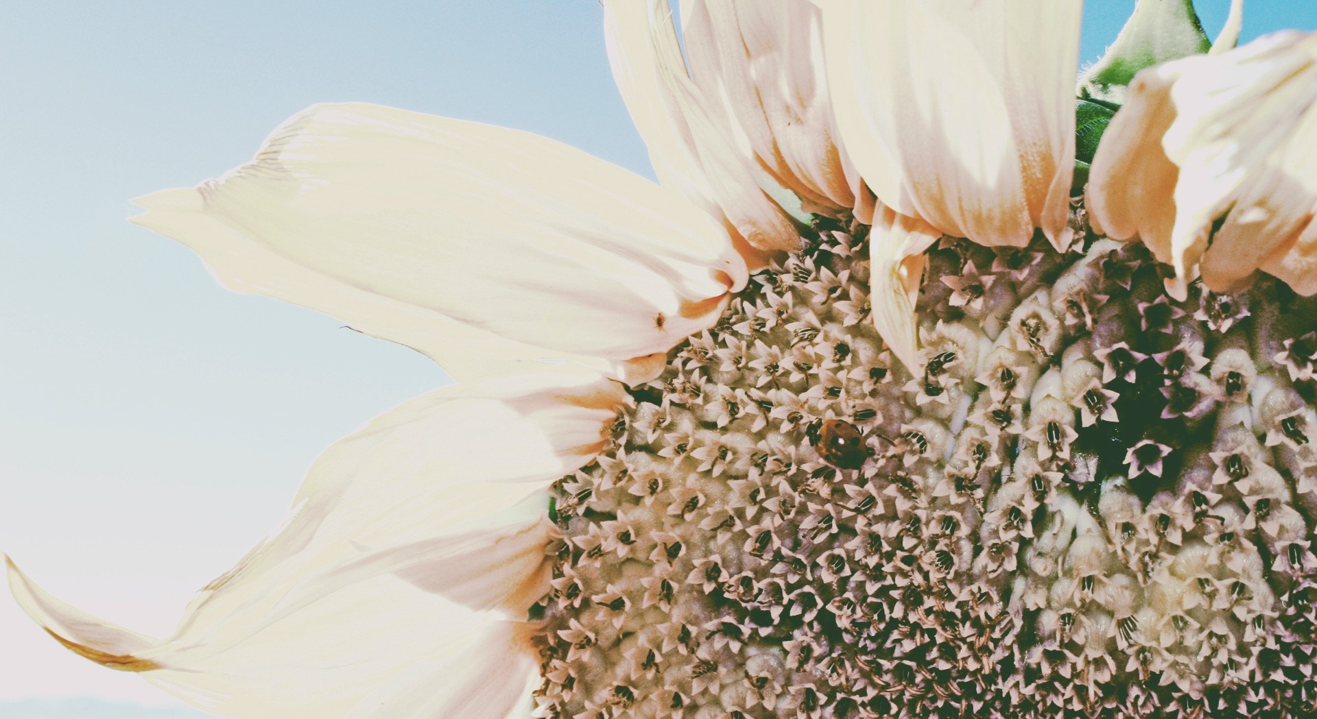 Close-up of a sunflower with a ladybug HD Wallpaper