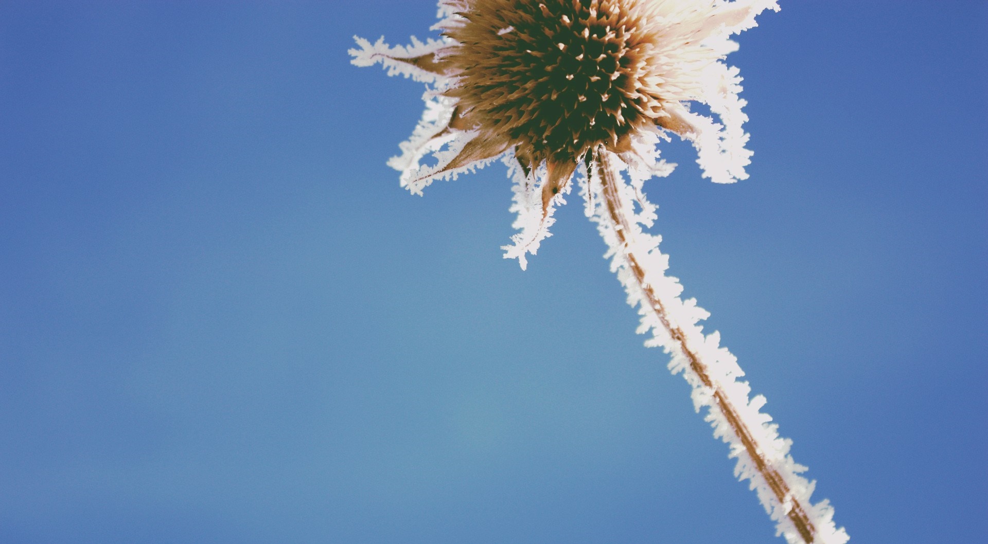 Frozen flower head against a clear blue sky HD Wallpaper