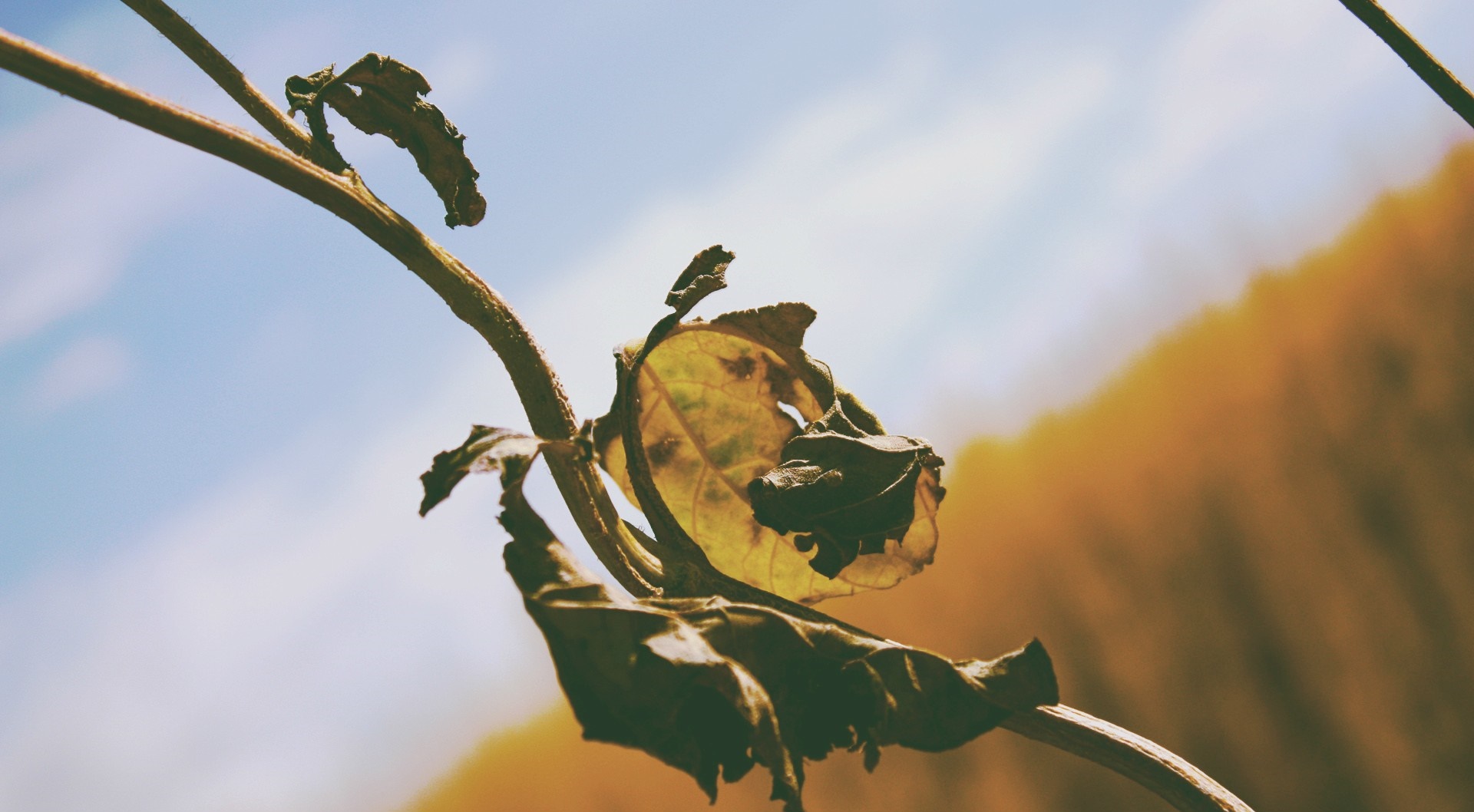 Dried leaf on a branch against the sky HD Wallpaper