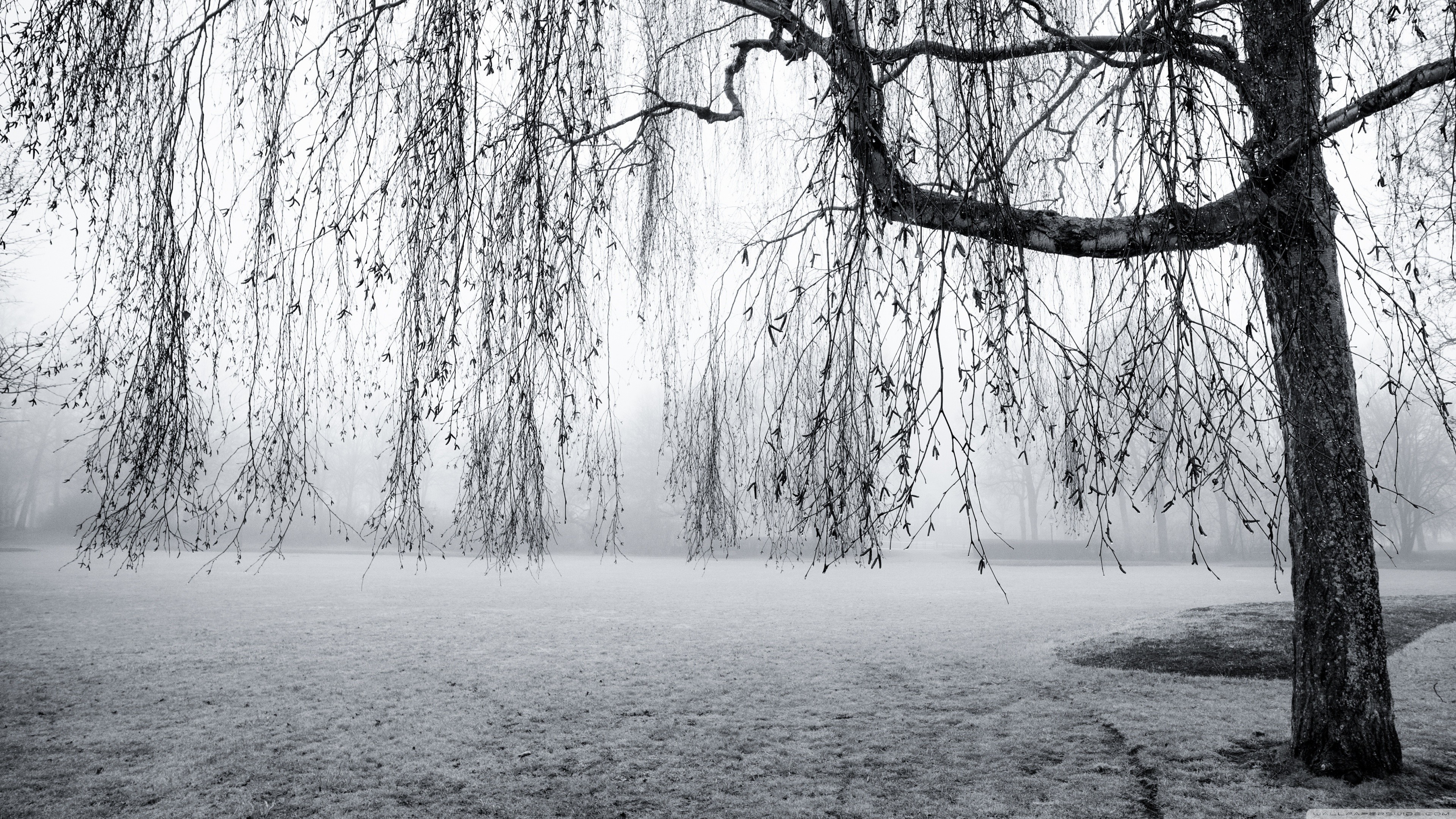 Monochrome winter scene with weeping willow tree and mist HD Wallpaper