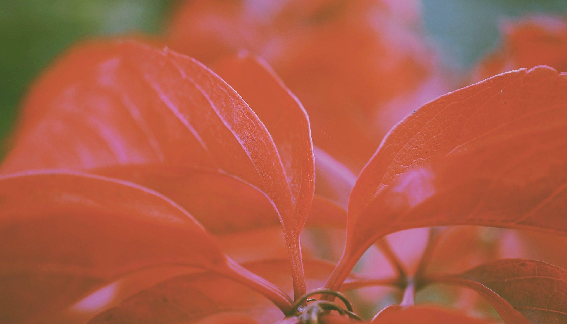 Close up of red leaves with sunlight HD Wallpaper