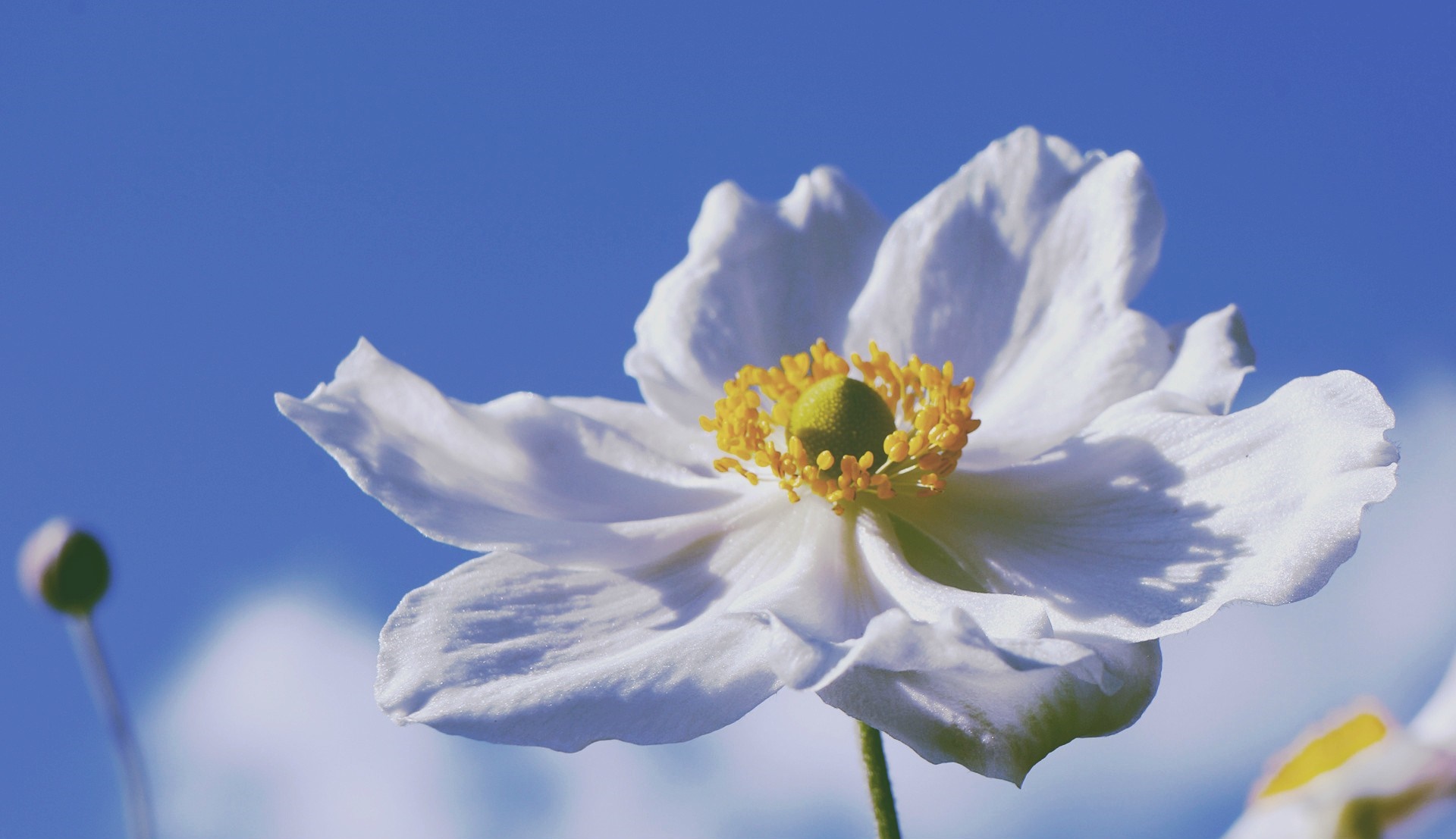 White flower with yellow center against blue sky HD Wallpaper