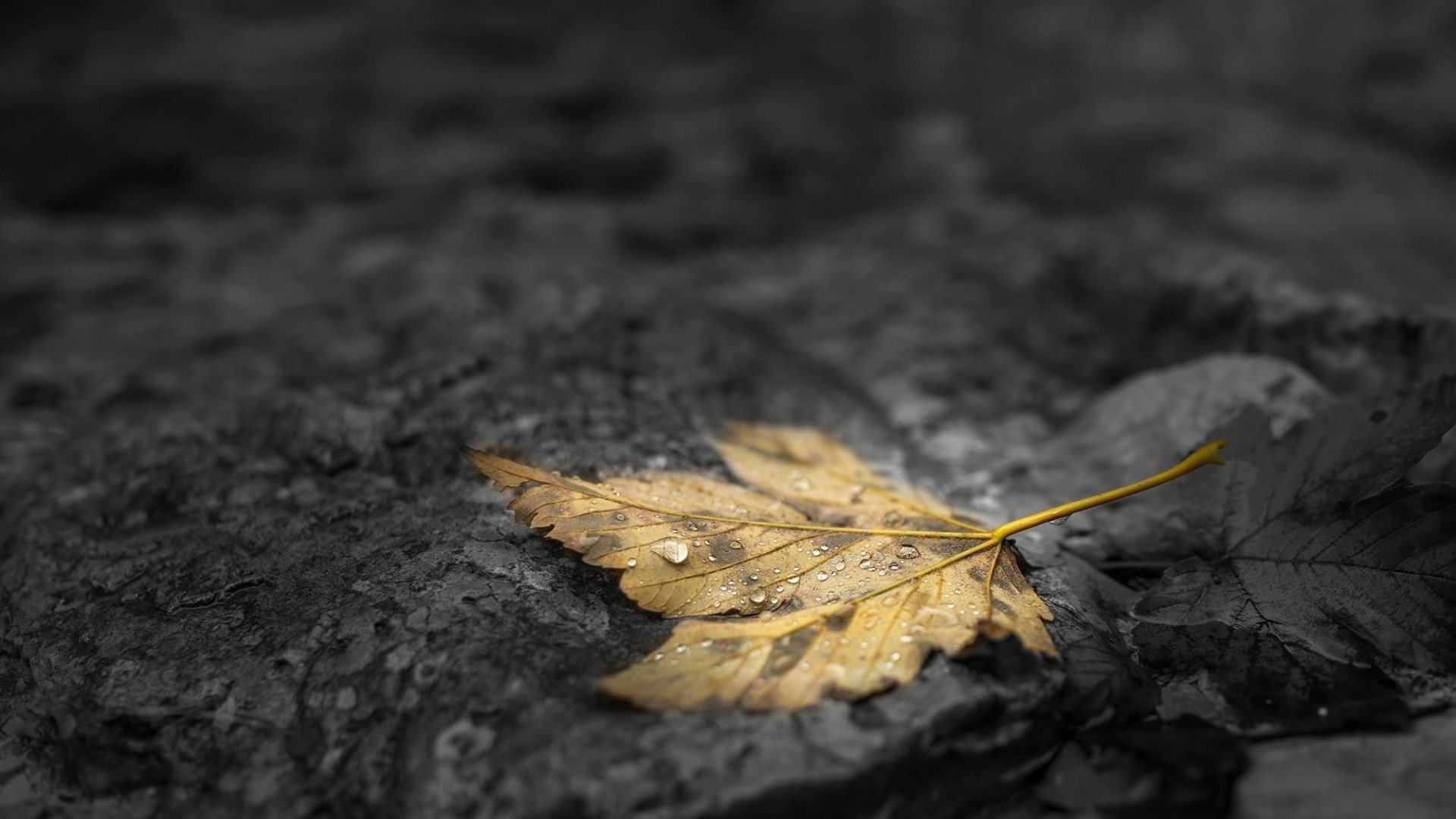 Yellow maple leaf with water drops on dark stone HD Wallpaper