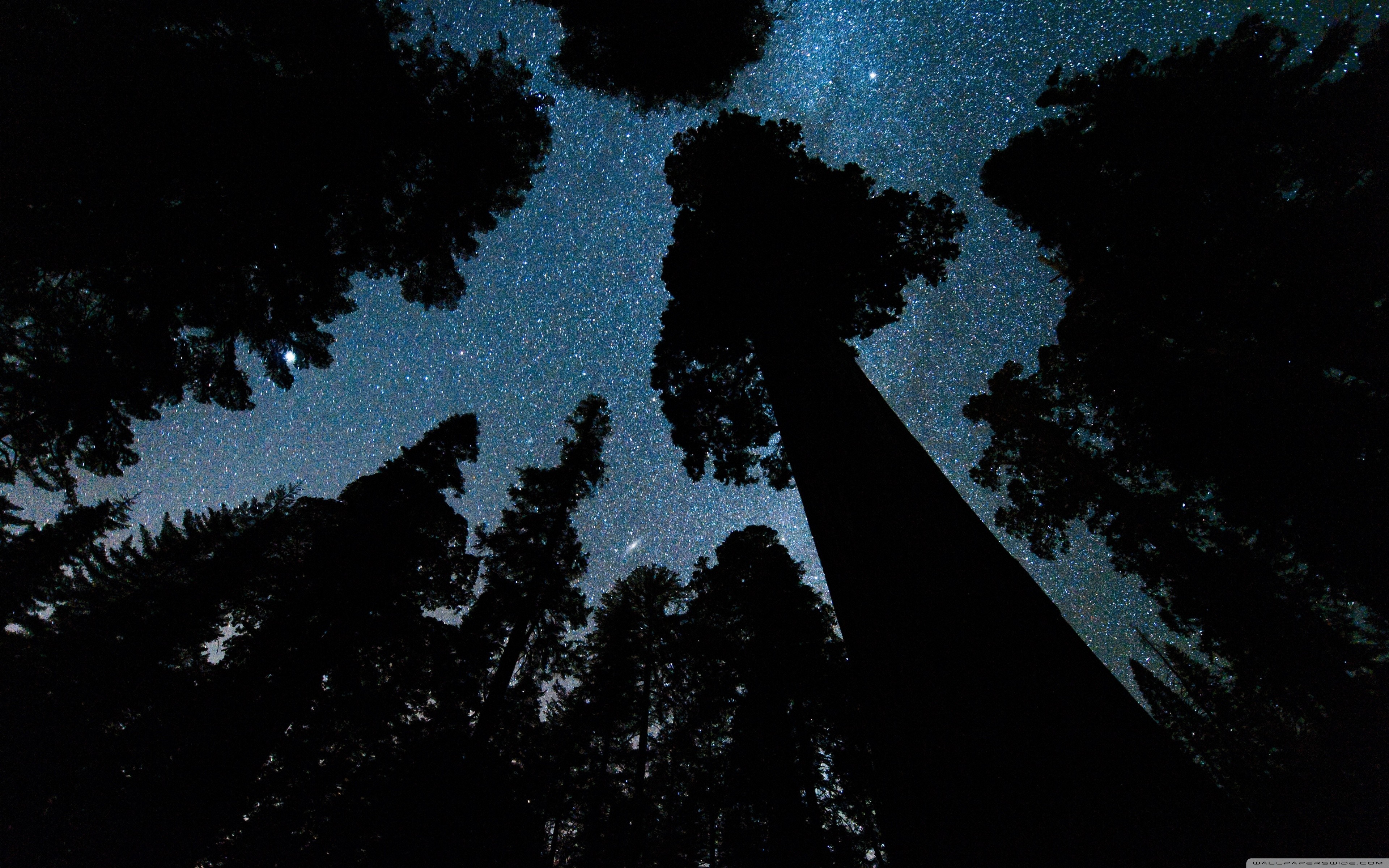 Silhouette of trees against a starry night sky HD Wallpaper