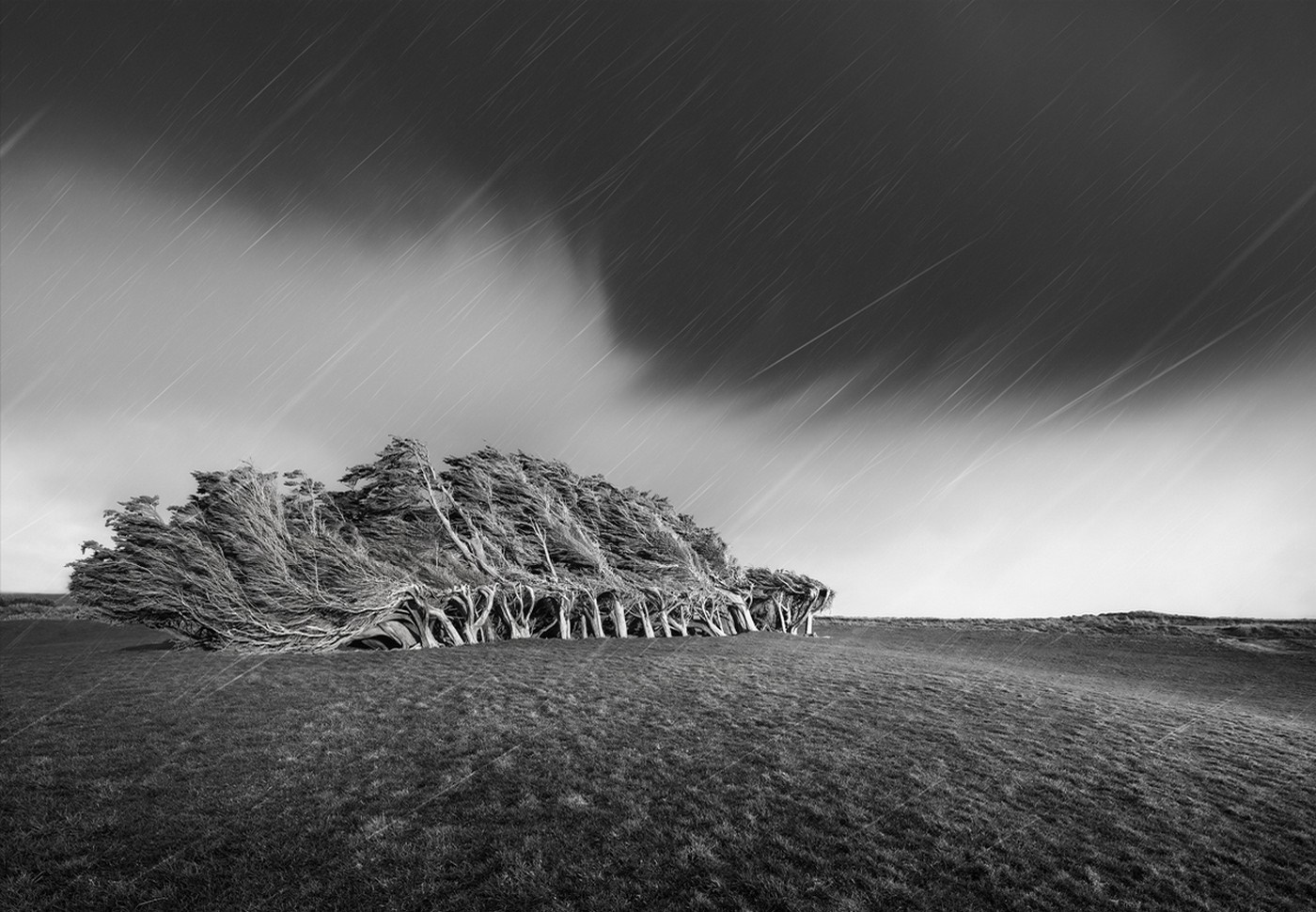 Bent trees in a storm with rain HD Wallpaper