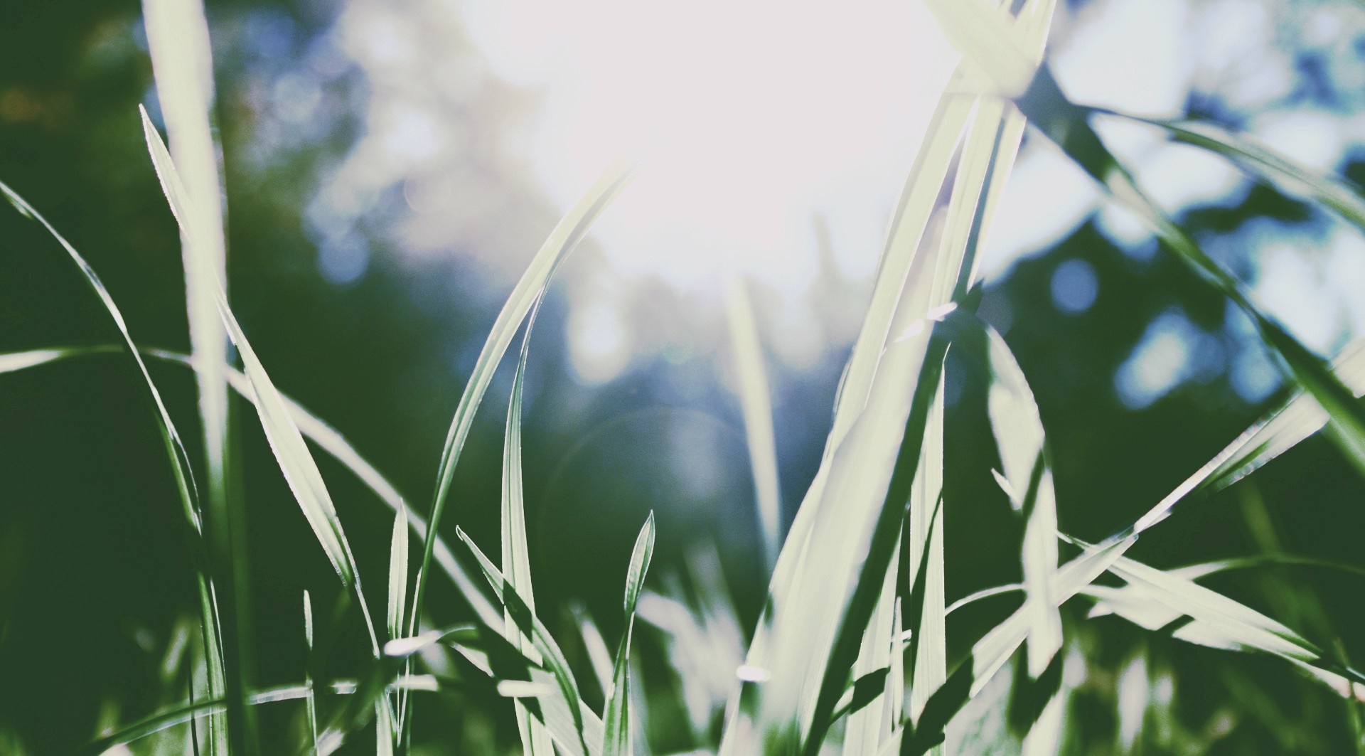 Sunlight filtering through green grass blades HD Wallpaper