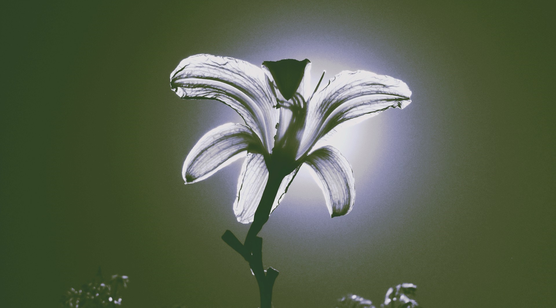 Backlit Lily Flower HD Wallpaper