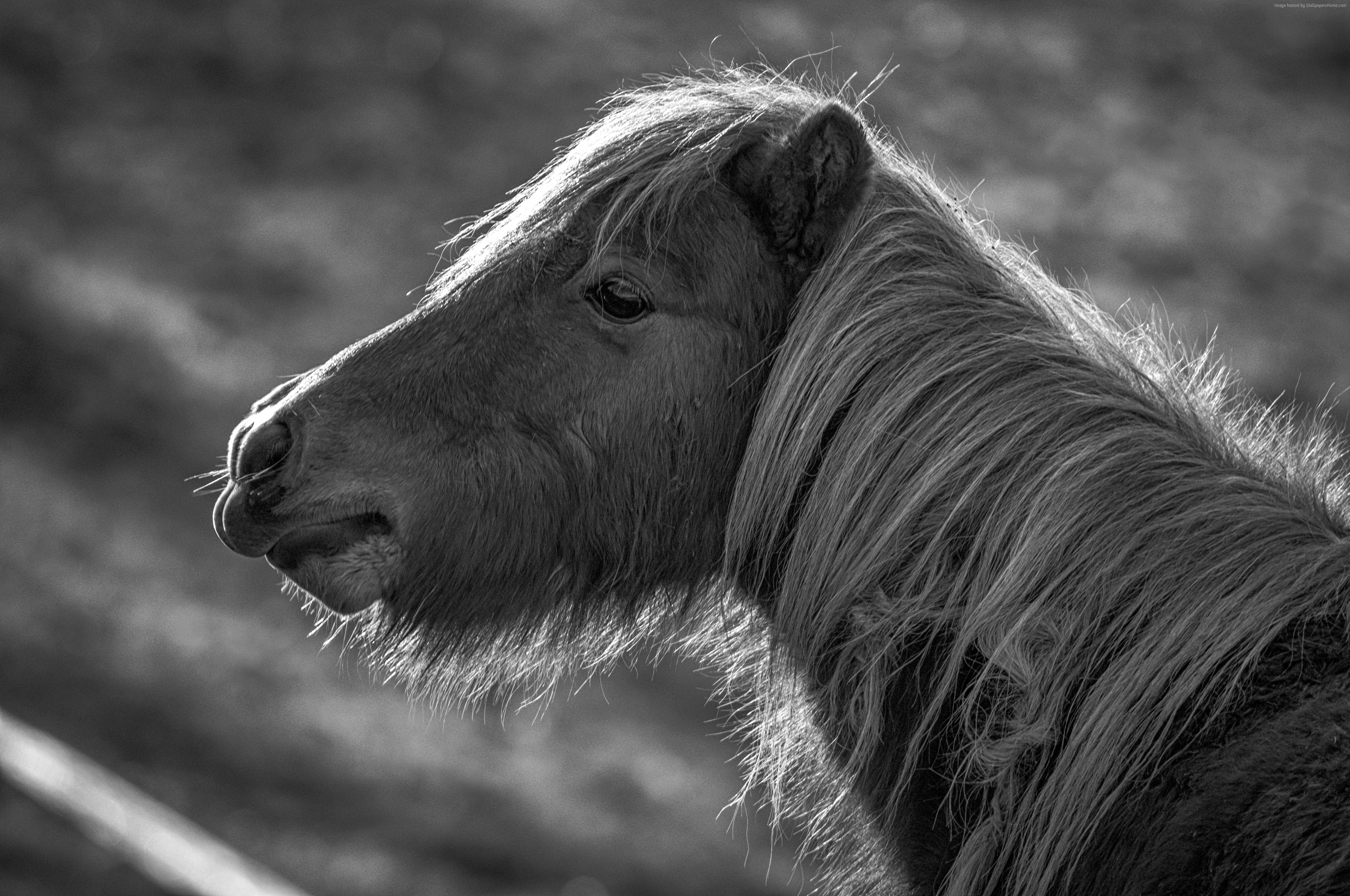 Black and white close-up of a pony's head HD Wallpaper
