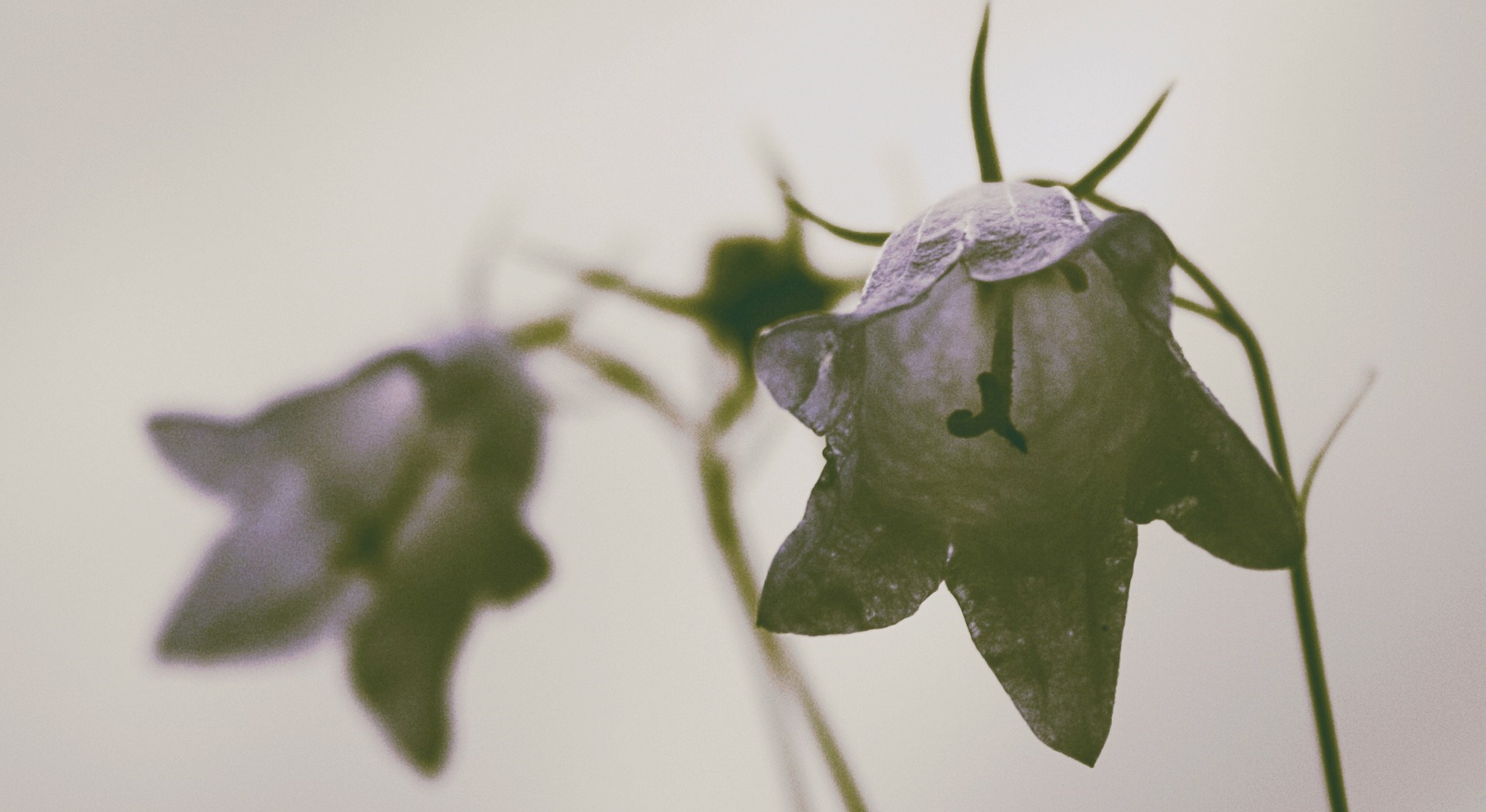 Close-up of two bell-shaped flowers HD Wallpaper