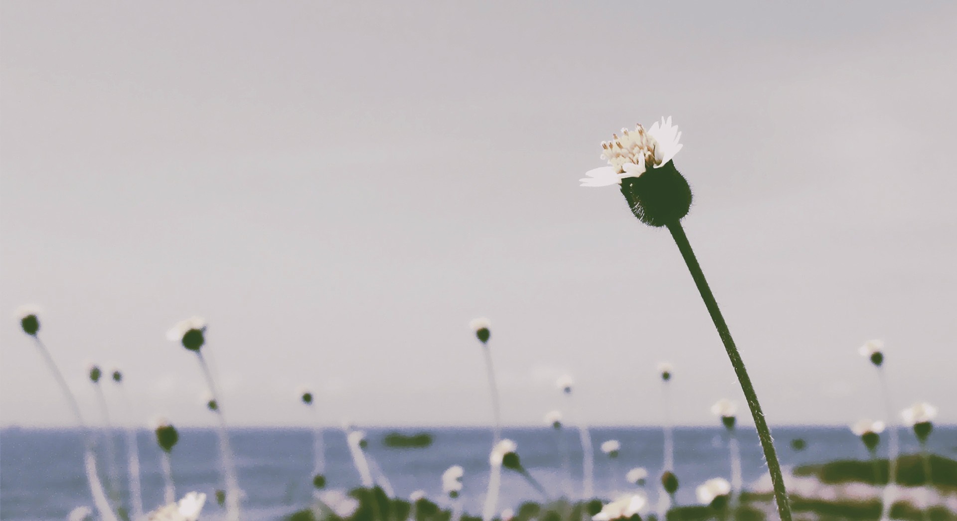 Close-up of a single flower with the sea in the background HD Wallpaper