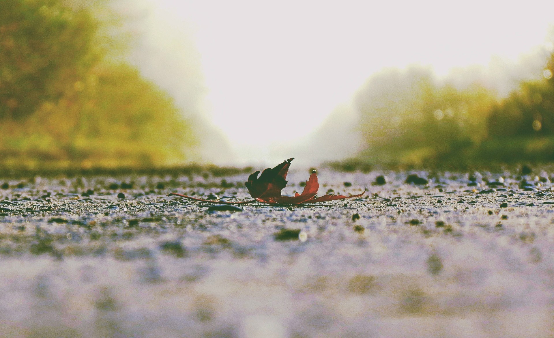 A lone red leaf on a wet path in autumn fog HD Wallpaper
