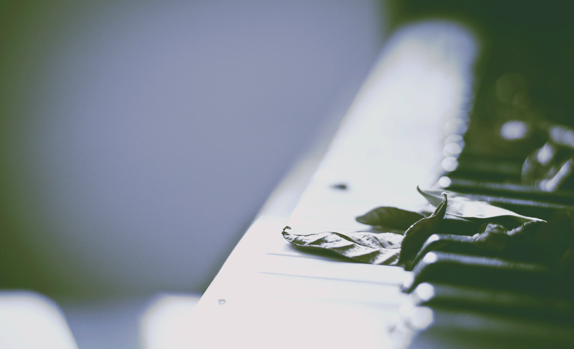 Dry leaves on piano keys HD Wallpaper