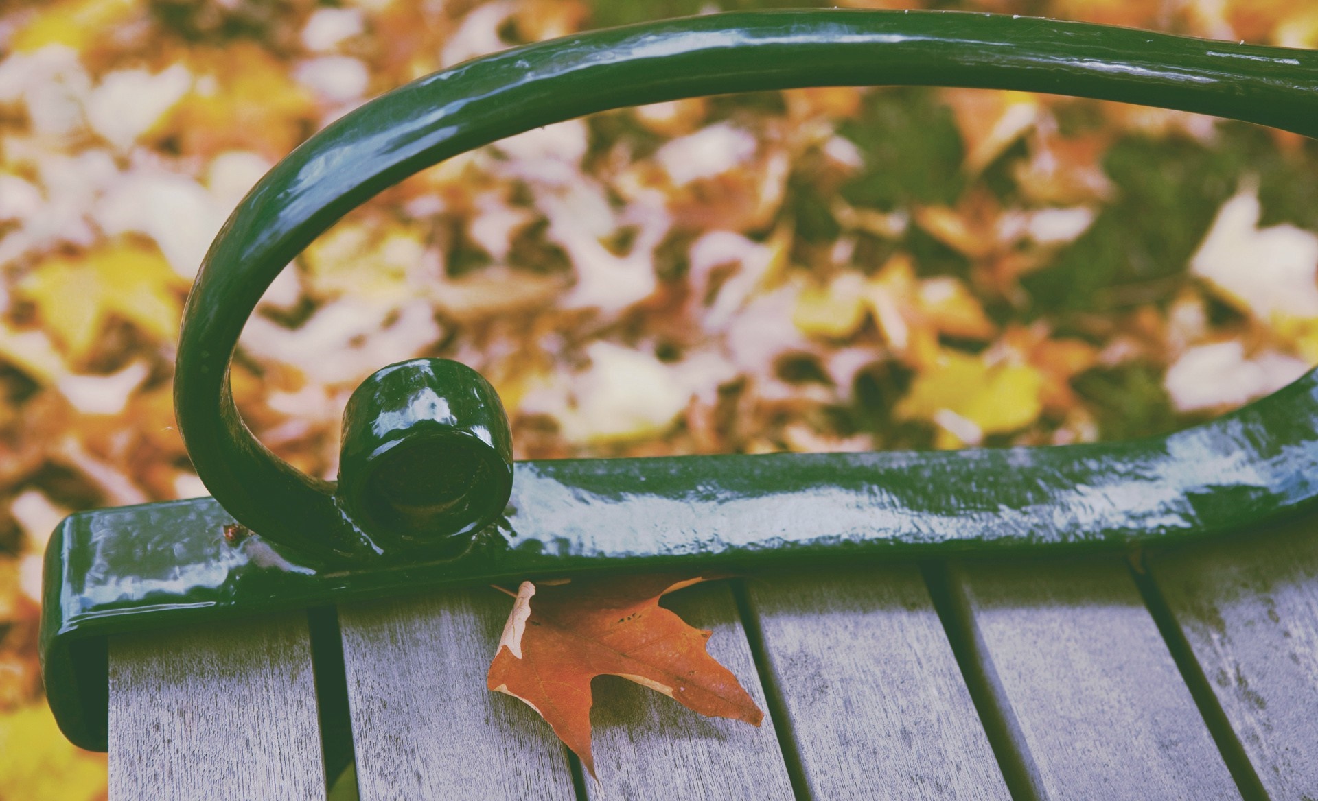 Autumn leaf on a park bench with fallen leaves HD Wallpaper
