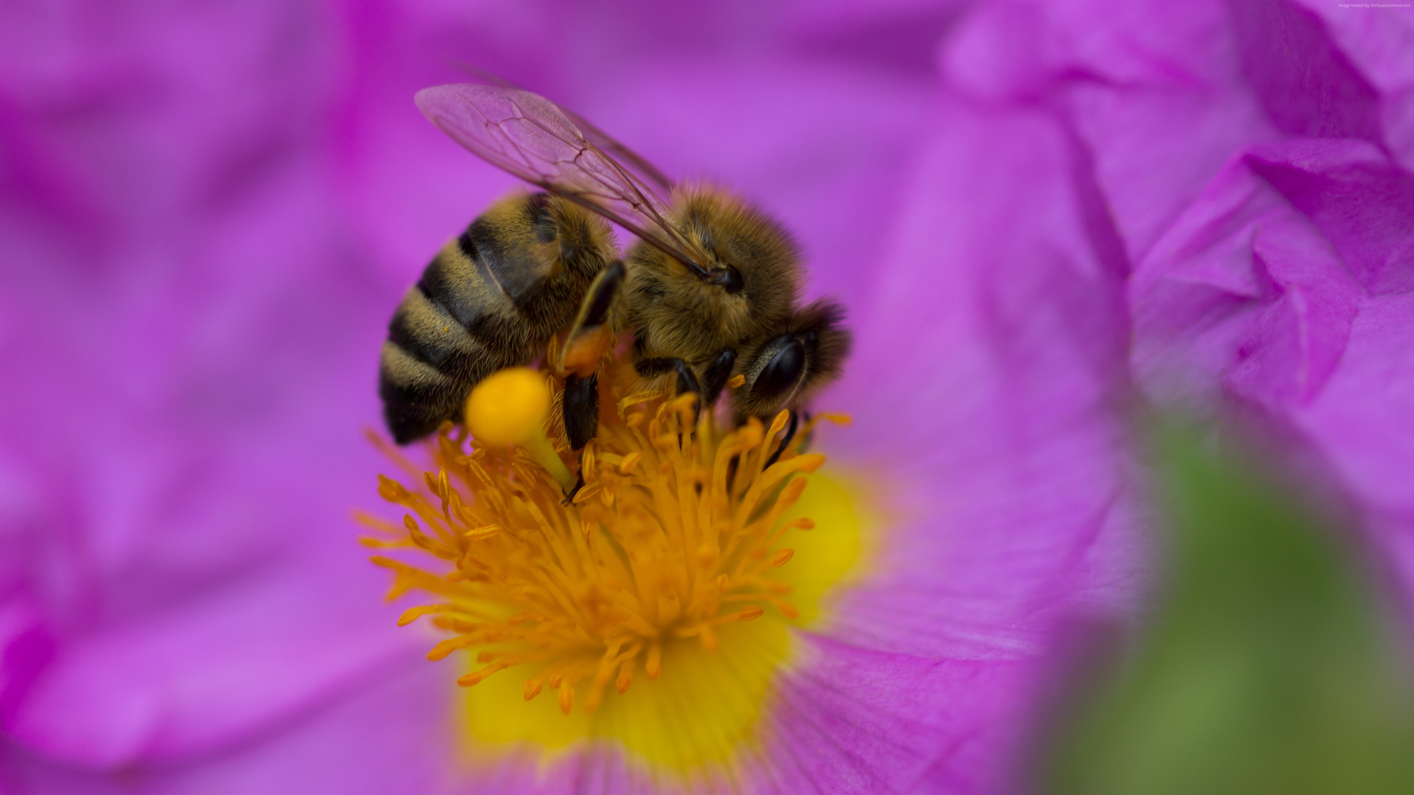 Bee collecting pollen from a purple flower HD Wallpaper