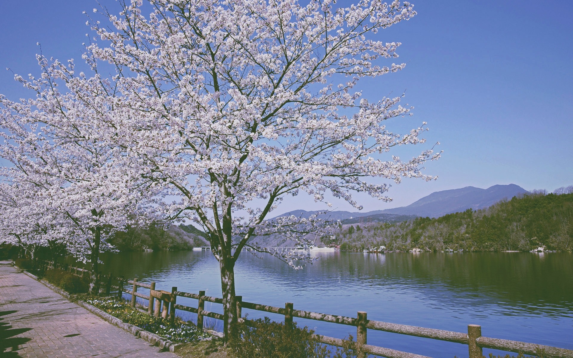 Cherry blossoms by a lake with mountains HD Wallpaper