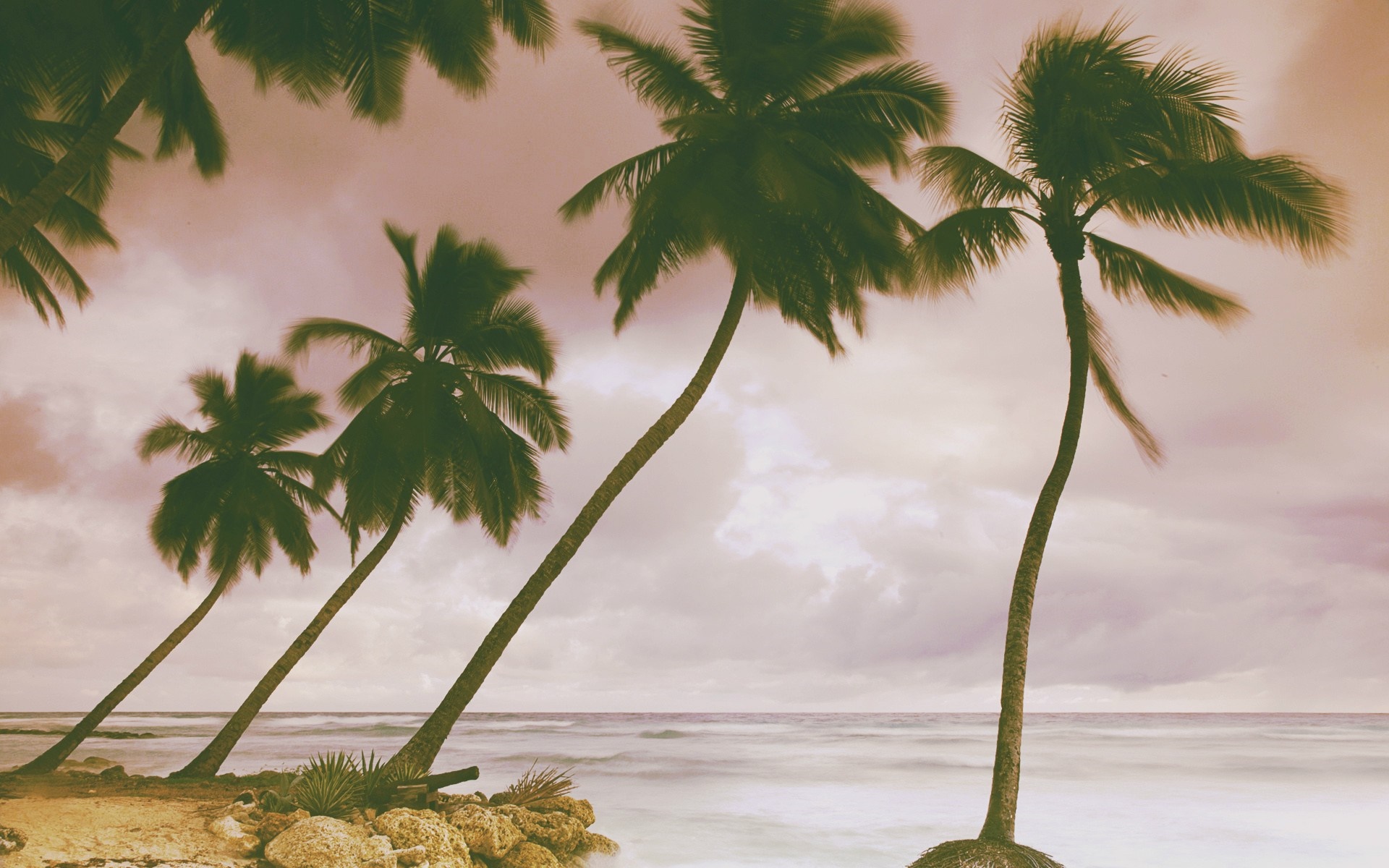 Palm trees on a beach with ocean waves HD Wallpaper