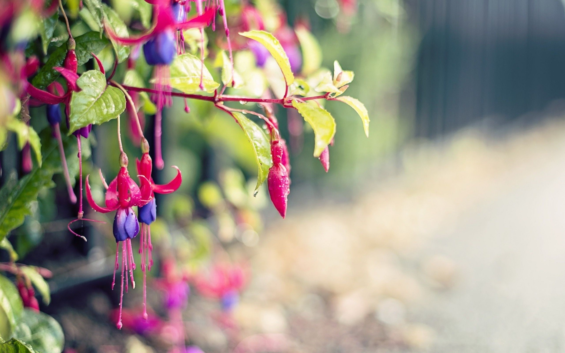 Close-up of Fuchsia flowers with water droplets HD Wallpaper