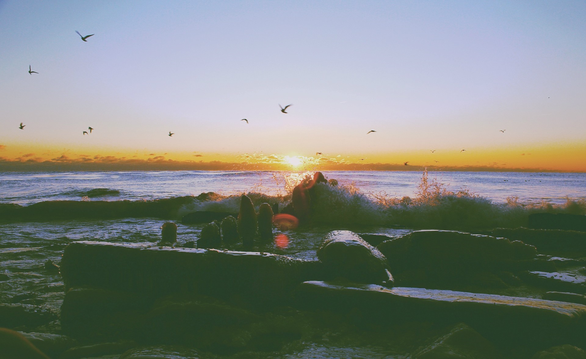 Seagulls flying over the ocean at sunset with driftwood HD Wallpaper