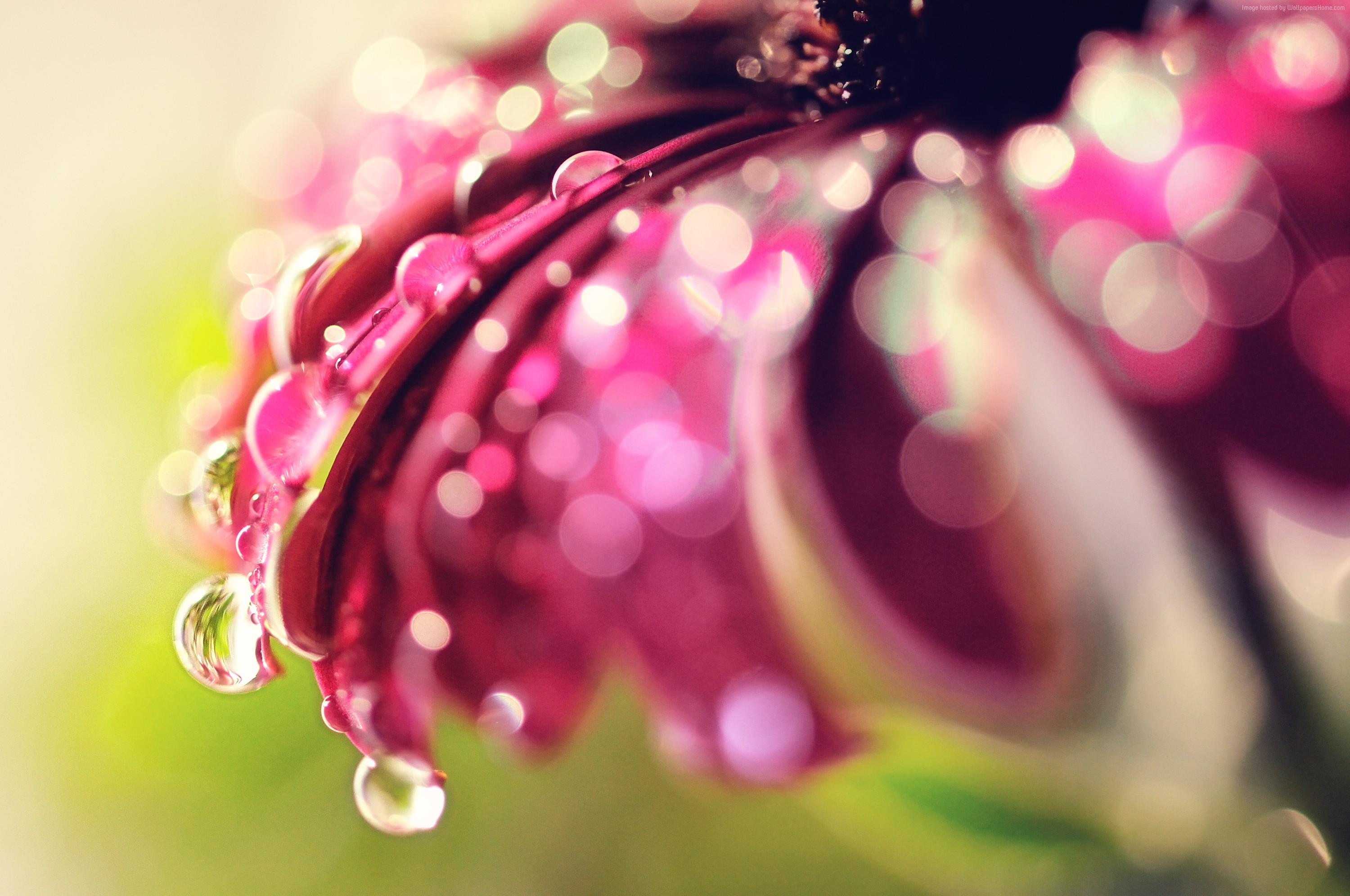 Macro shot of a pink flower with dew drops HD Wallpaper