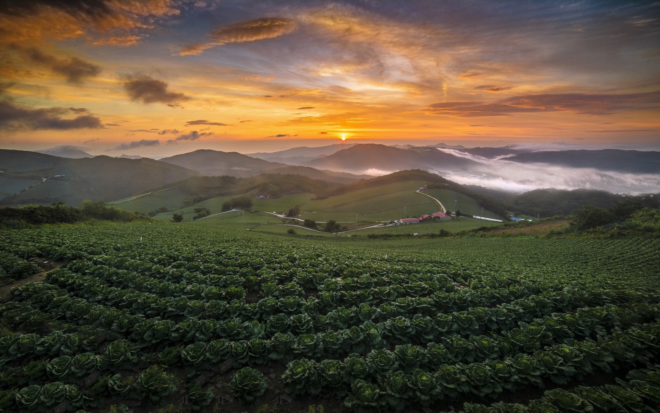 Cabbage field at sunrise in South Korea HD Wallpaper